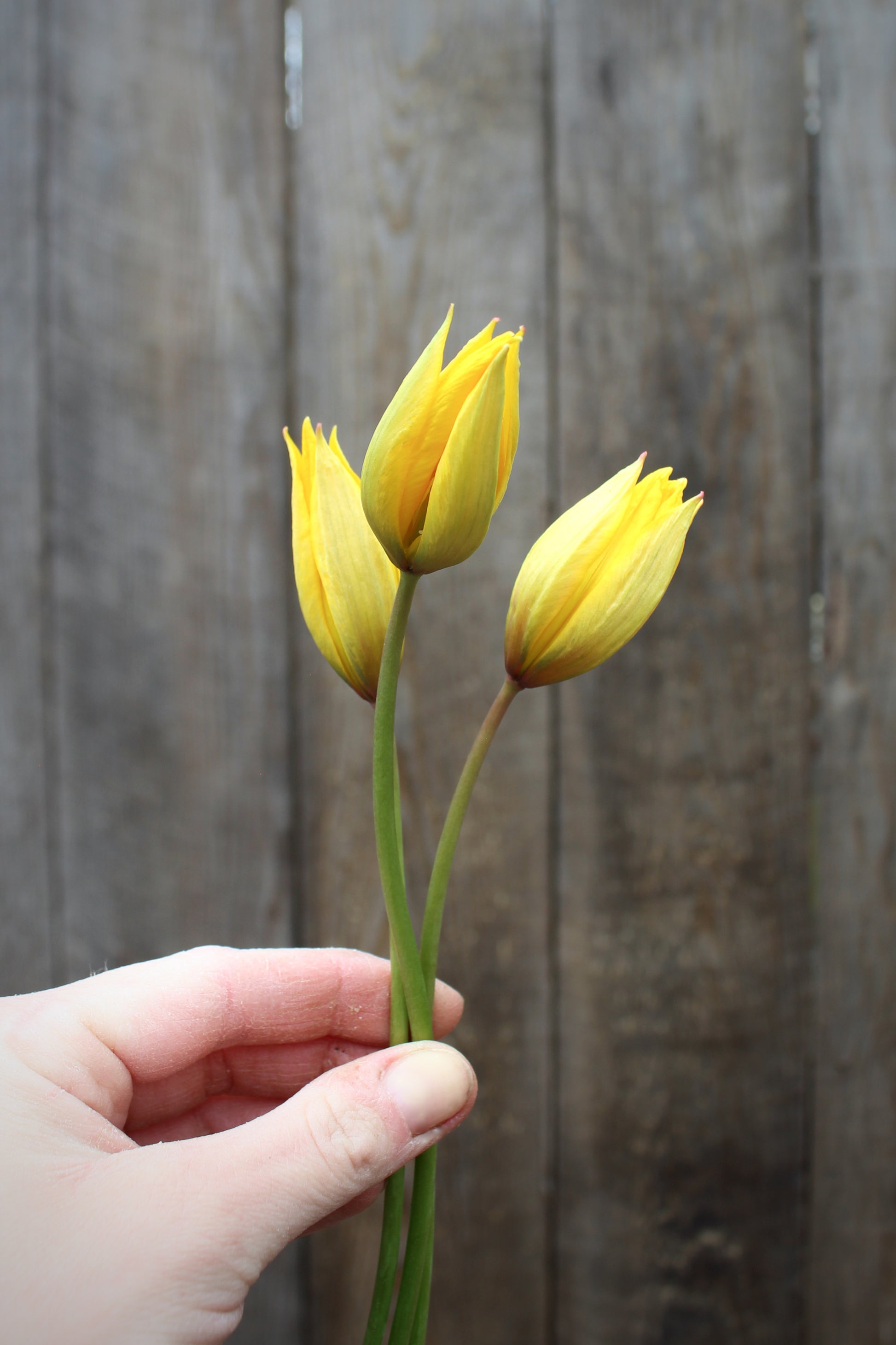 Tulipa 'Sylvestris' 5/+