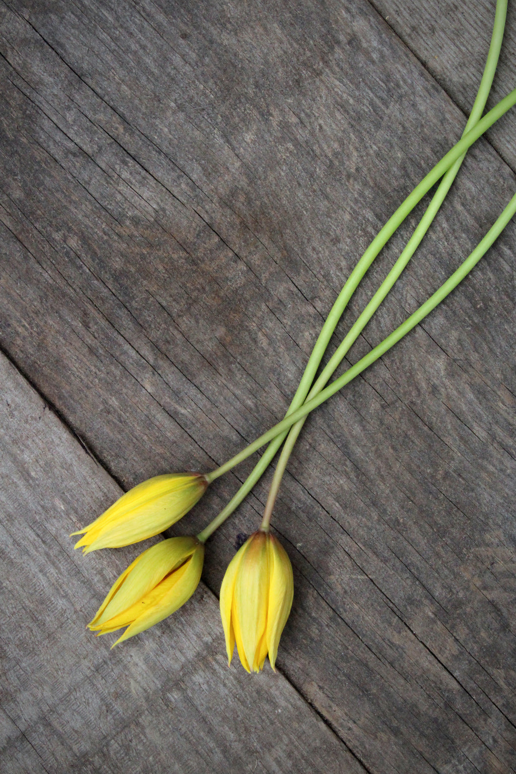 Tulipa 'Sylvestris' 5/+