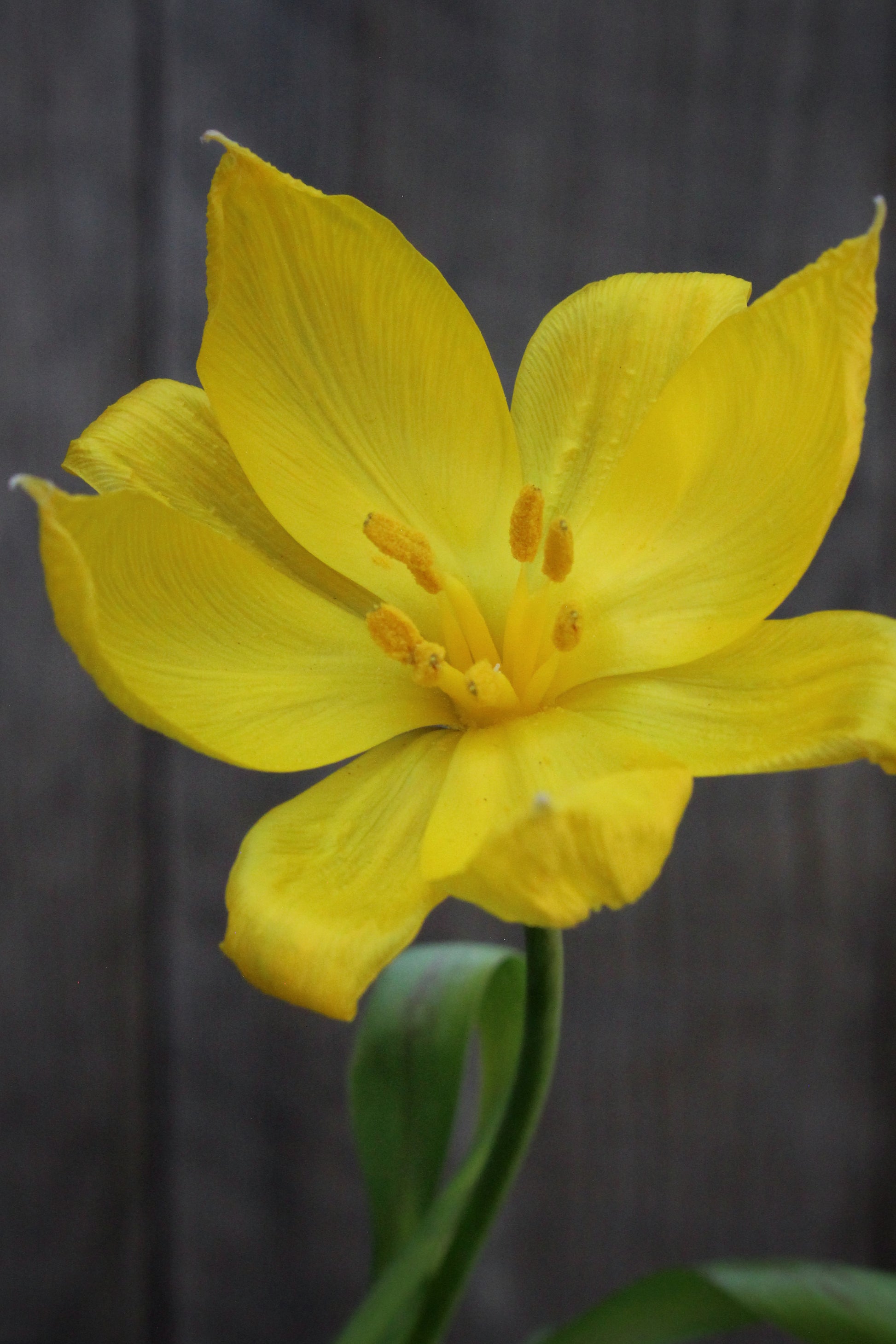 Tulipa 'Sylvestris' 5/+
