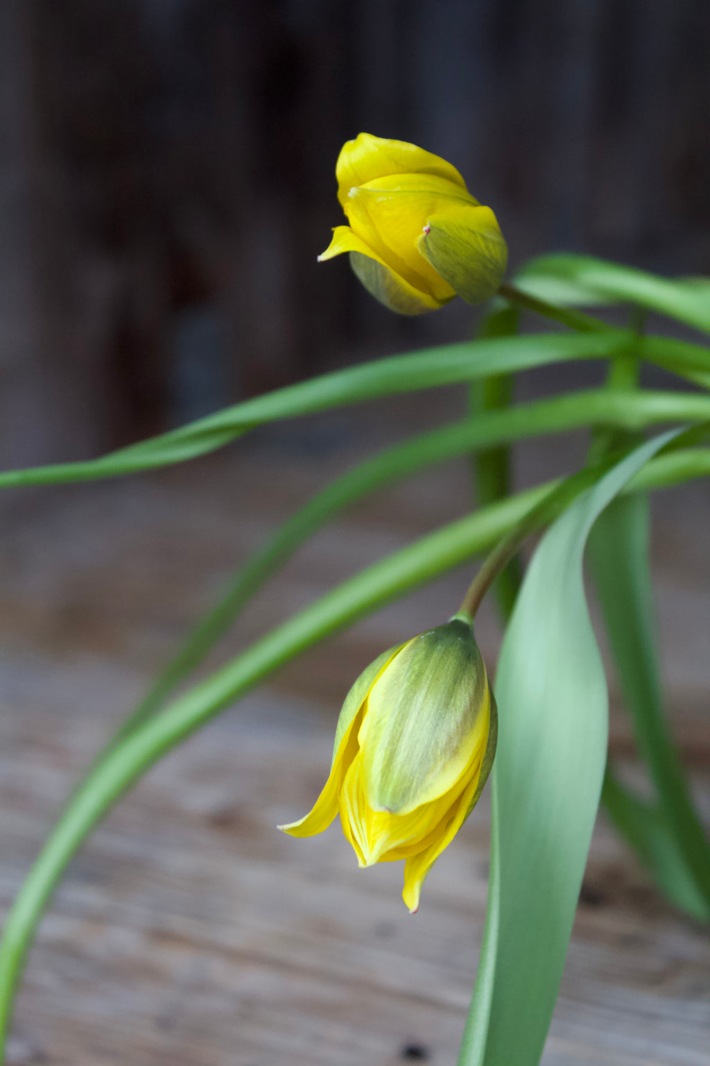 Tulipa 'Sylvestris' 5/+