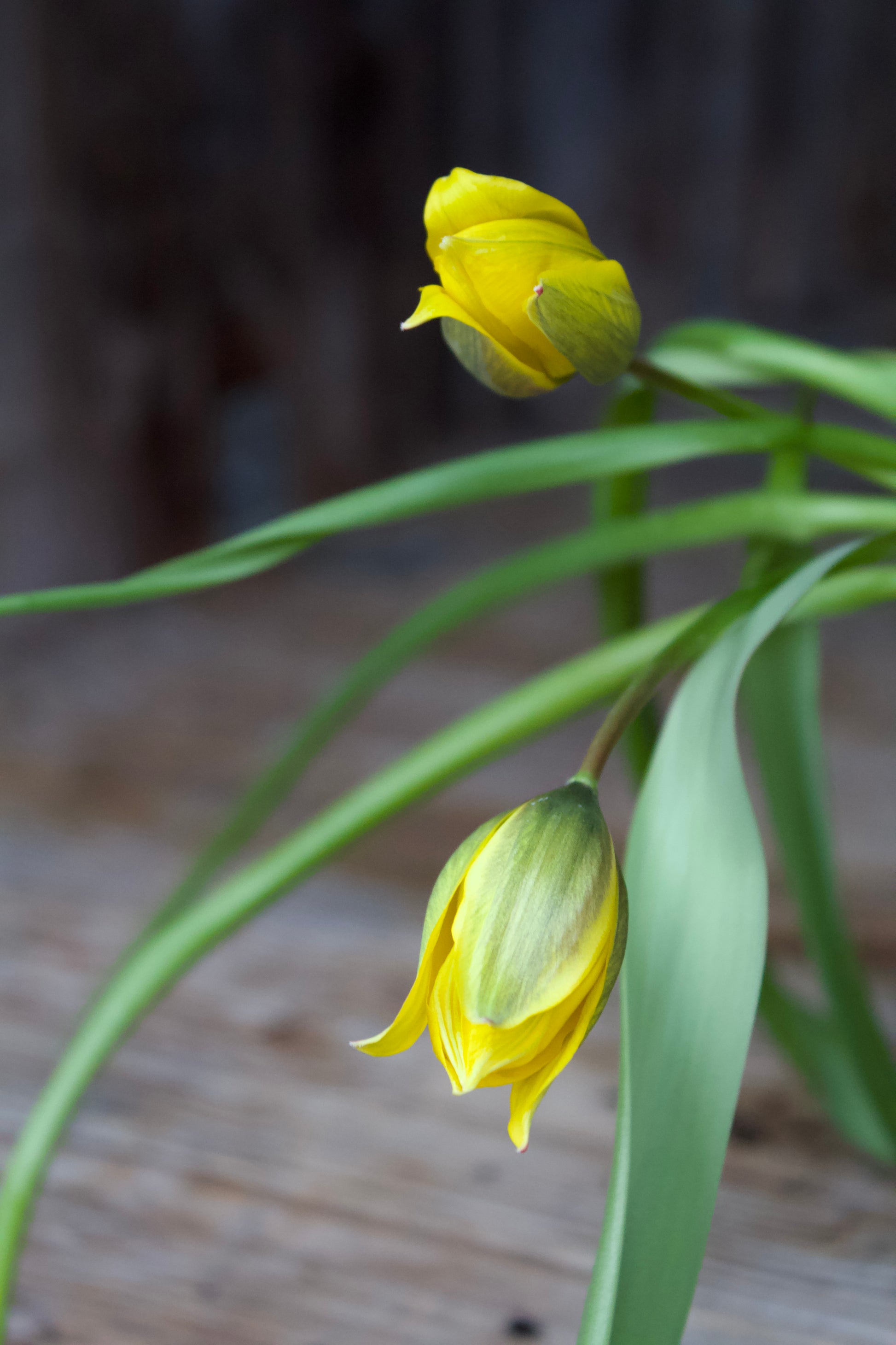 Tulipa 'Sylvestris' 5/+