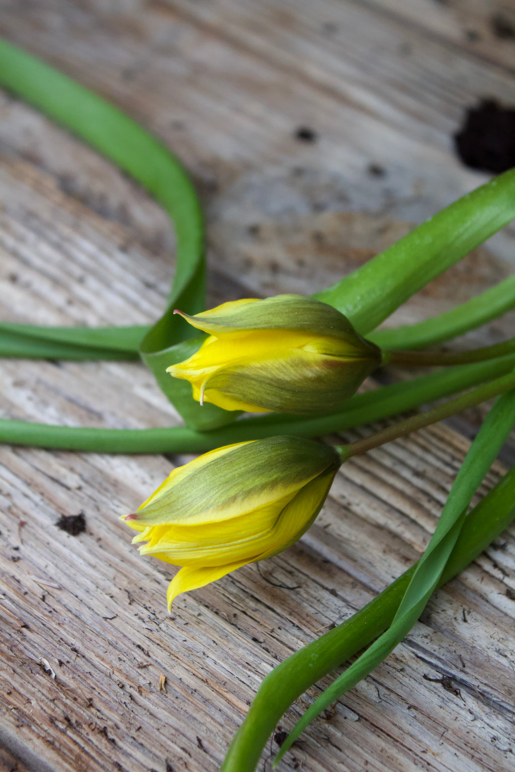 Tulipa 'Sylvestris' 5/+