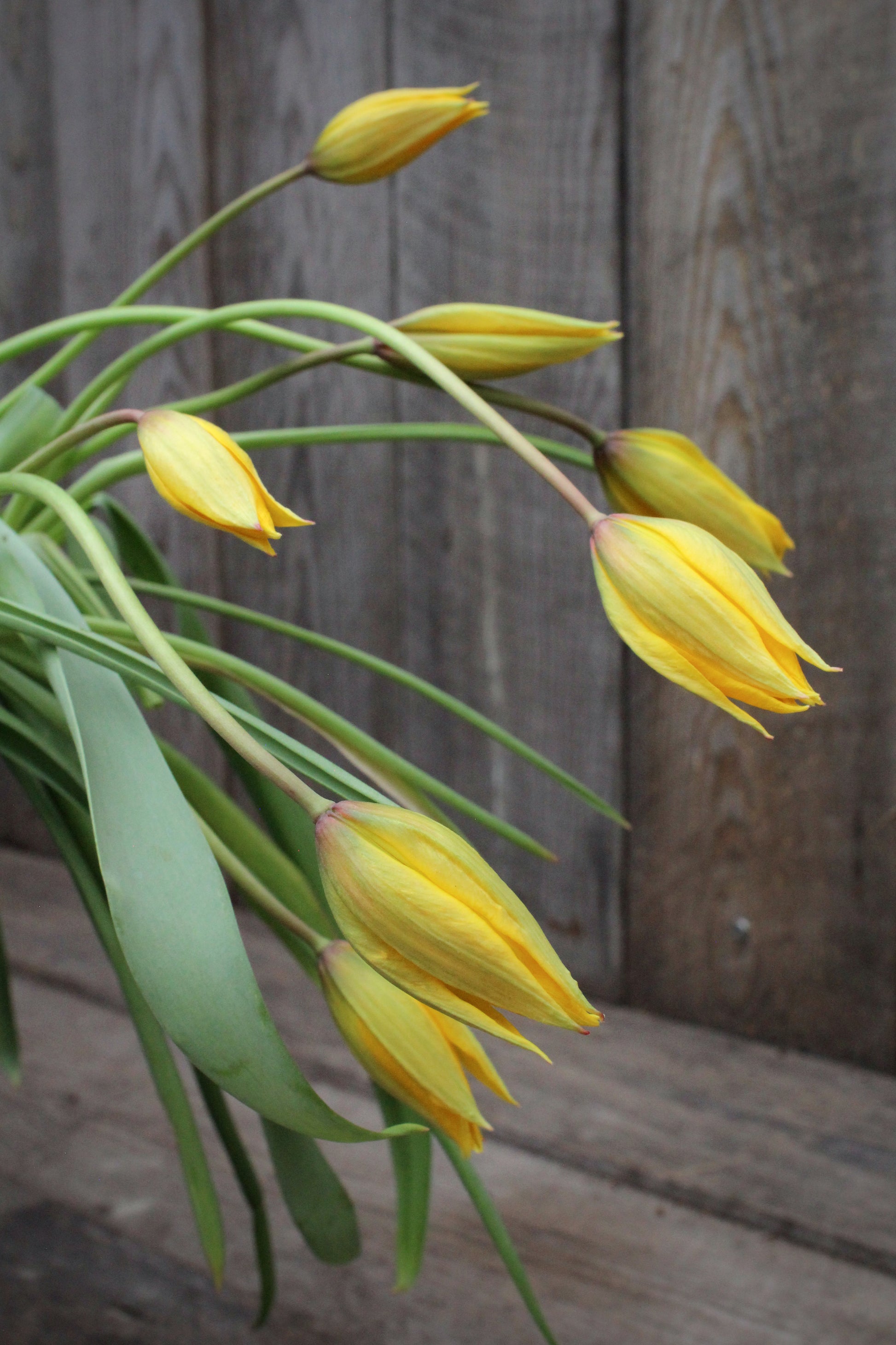 Tulipa 'Sylvestris' 5/+