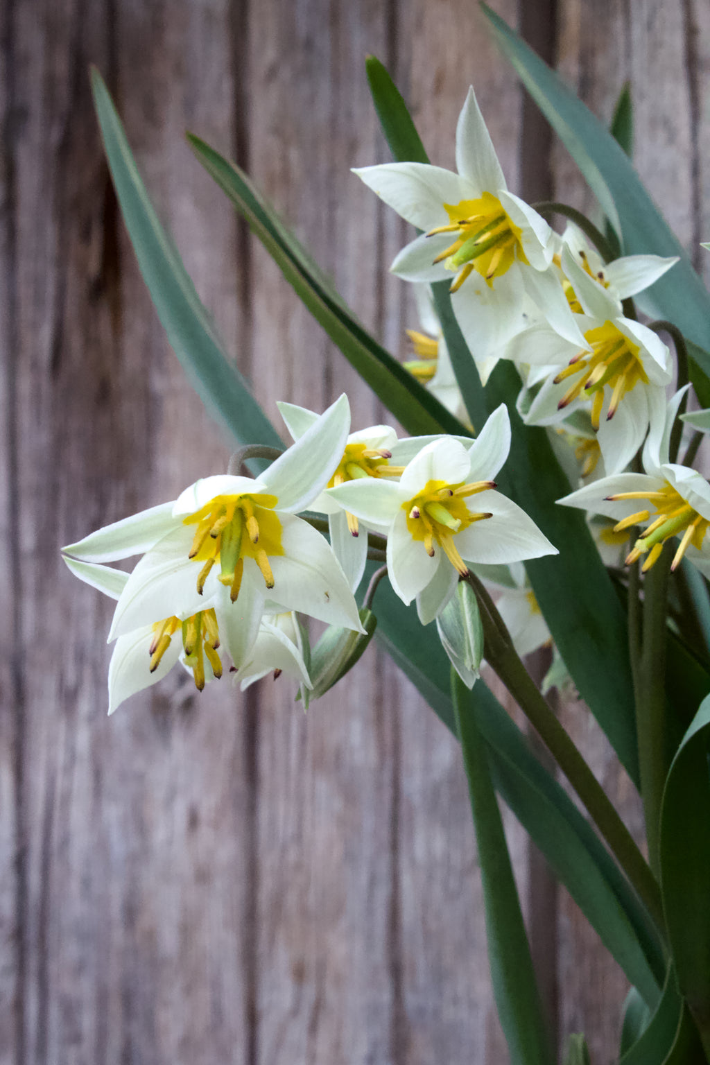 Tulipa 'Turkestancia' 7/+