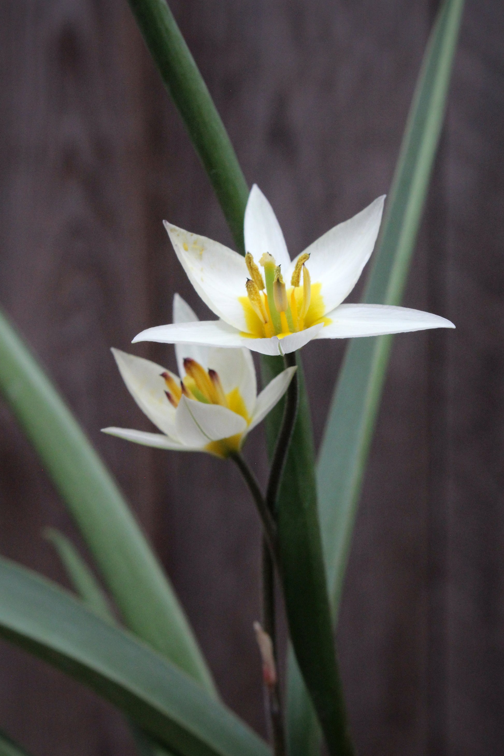 Tulipa 'Turkestancia' 7/+