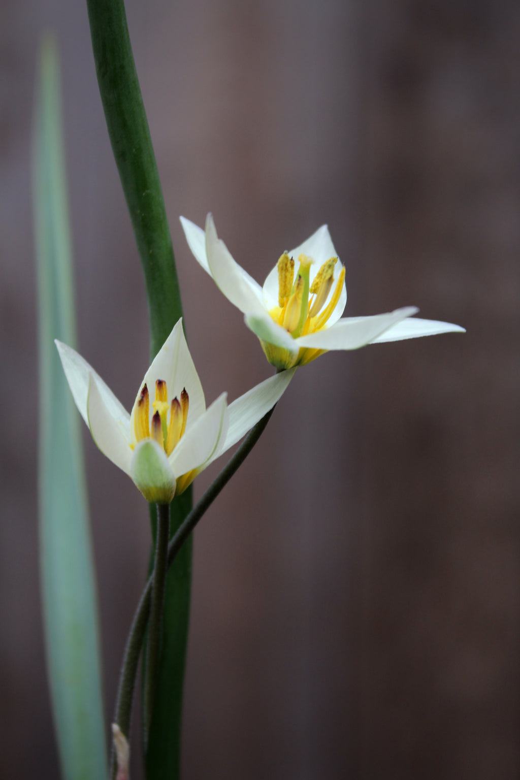 Tulipa 'Turkestancia' 7/+