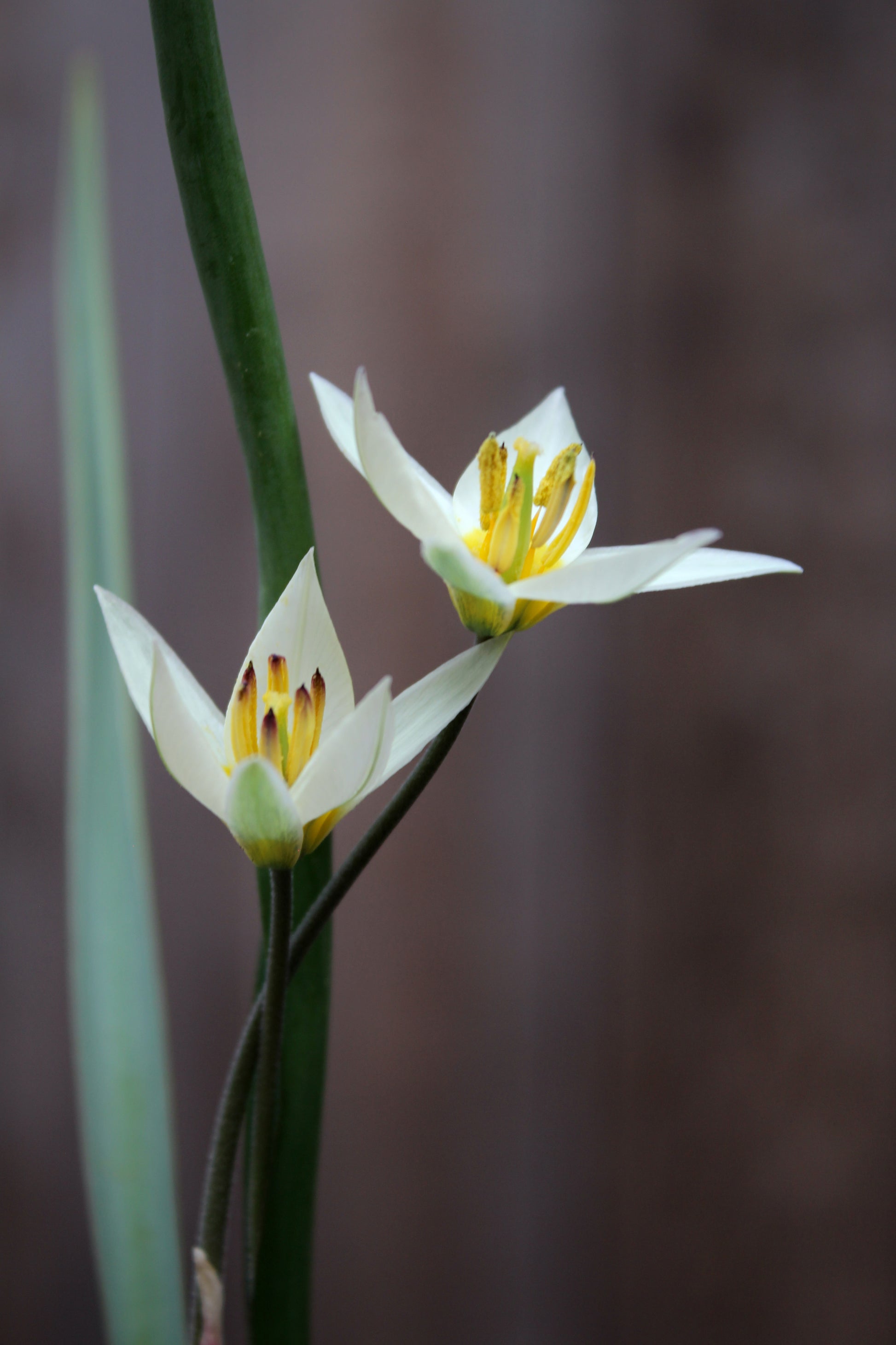 Tulipa 'Turkestancia' 7/+
