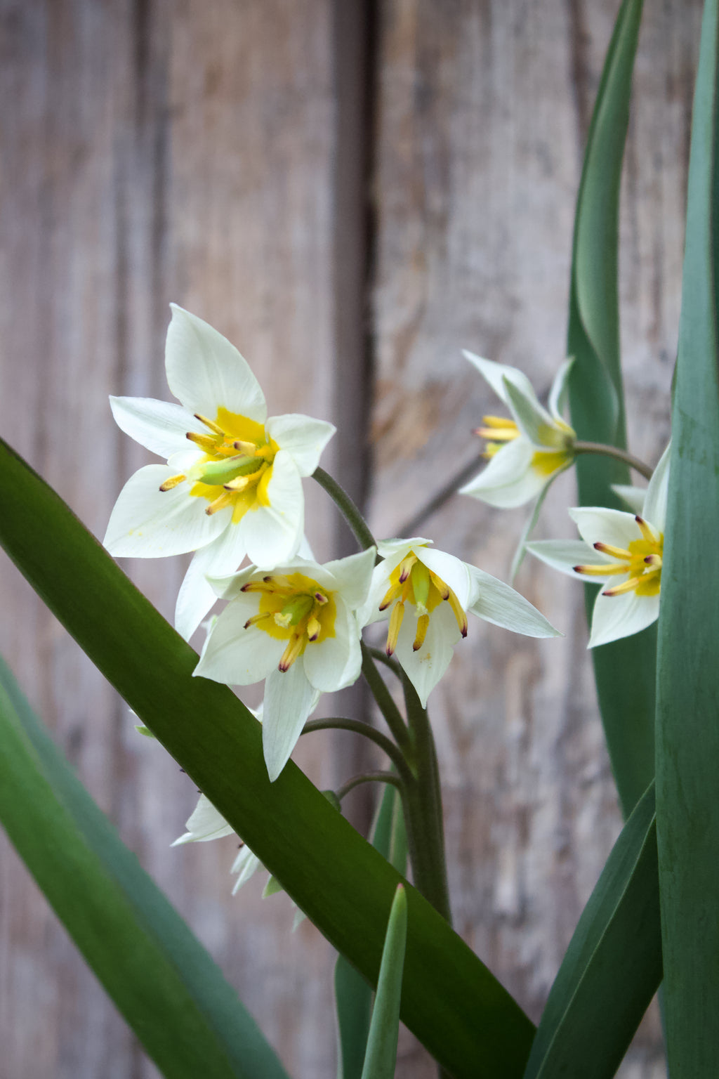 Tulipa 'Turkestancia' 7/+