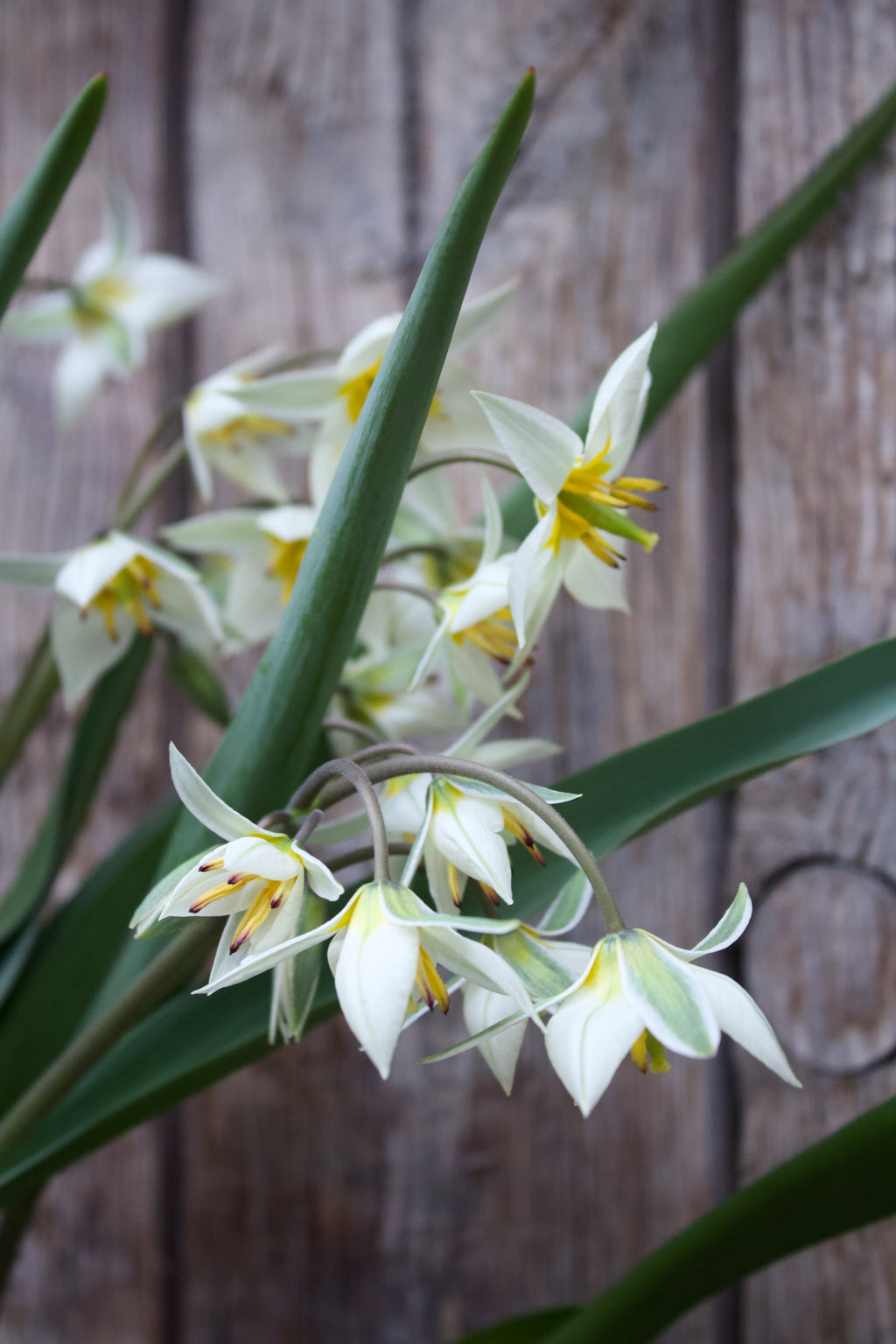 Tulipa 'Turkestancia' 7/+