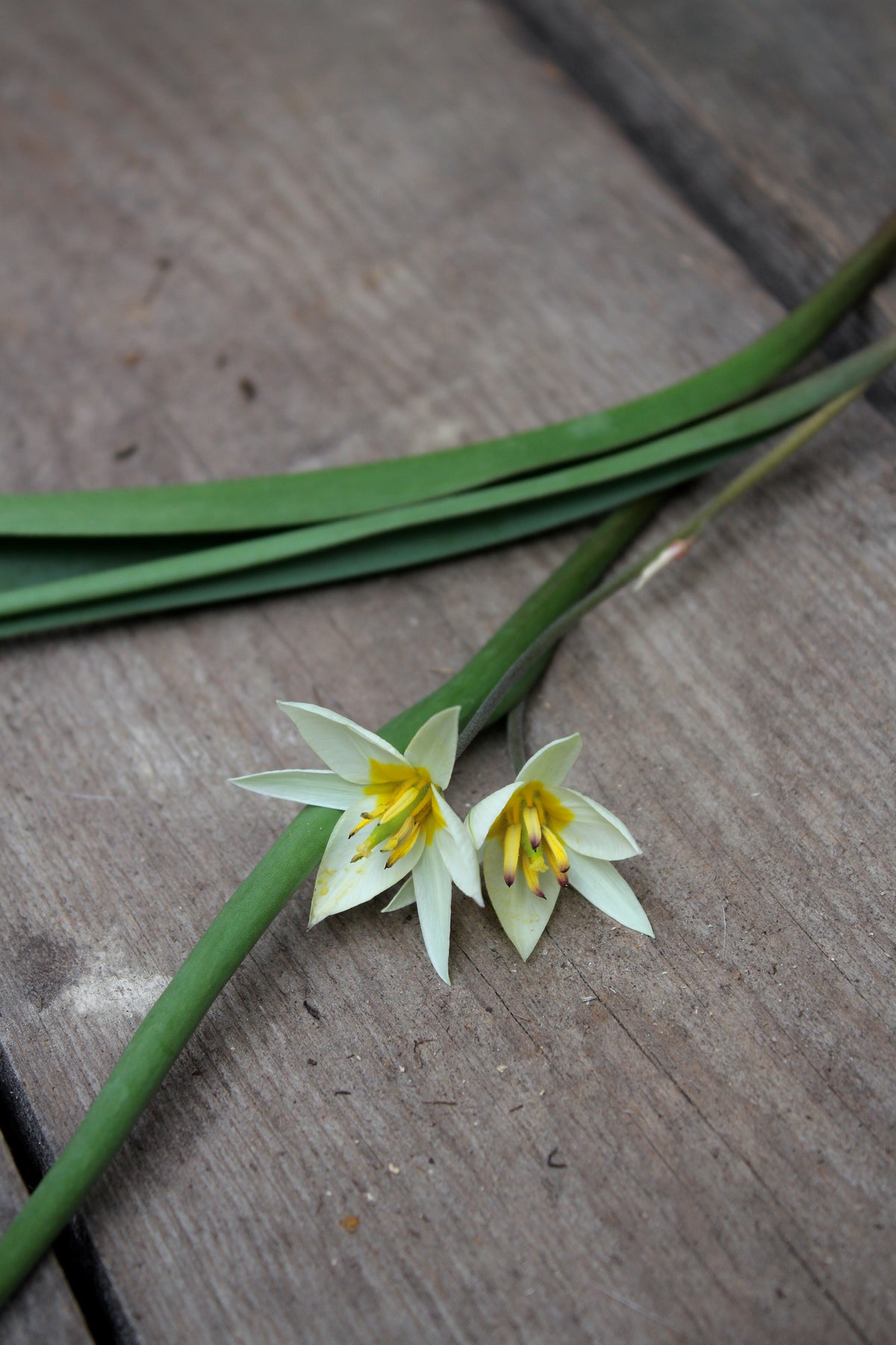 Tulipa 'Turkestancia' 7/+