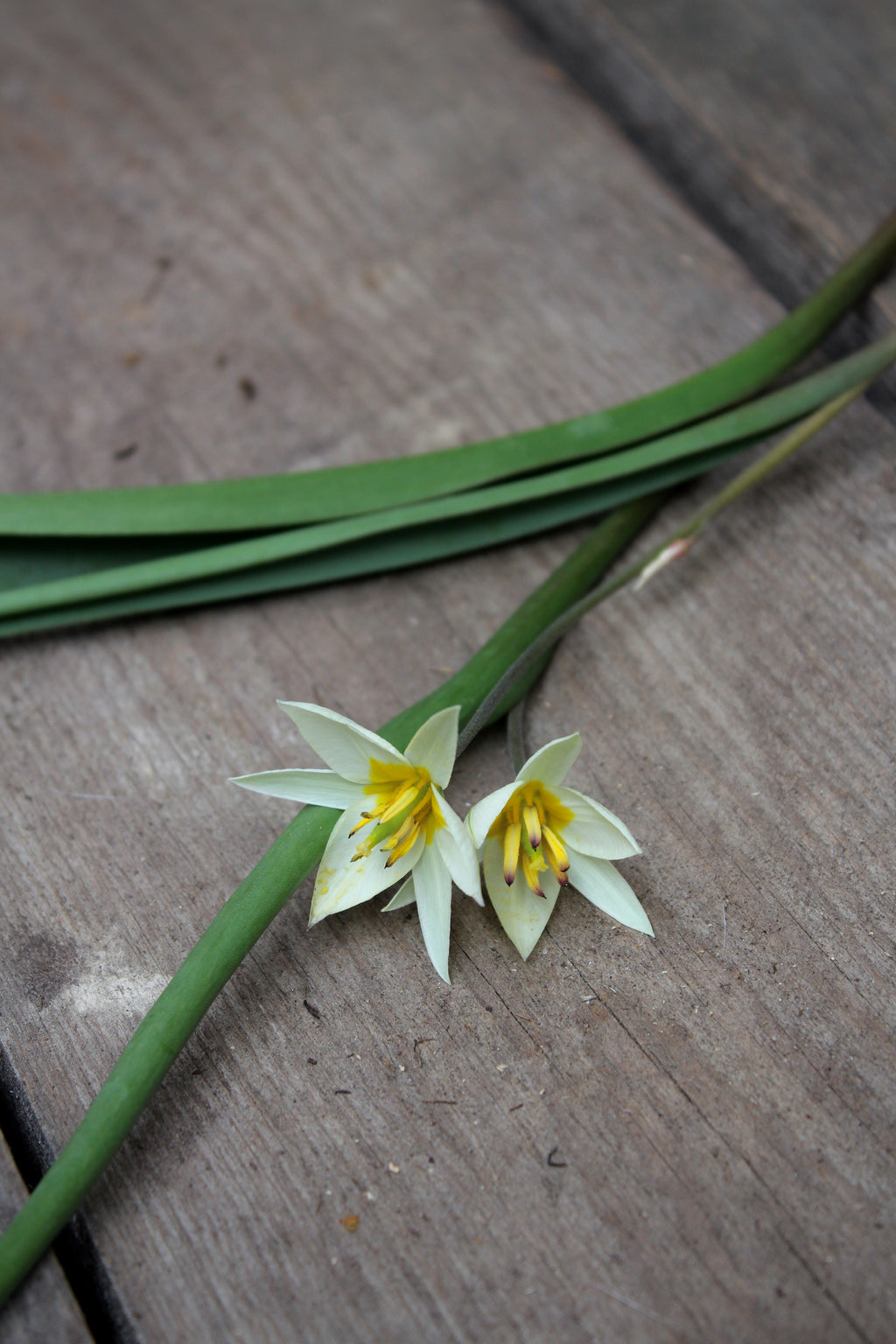 Tulipa 'Turkestancia' 7/+