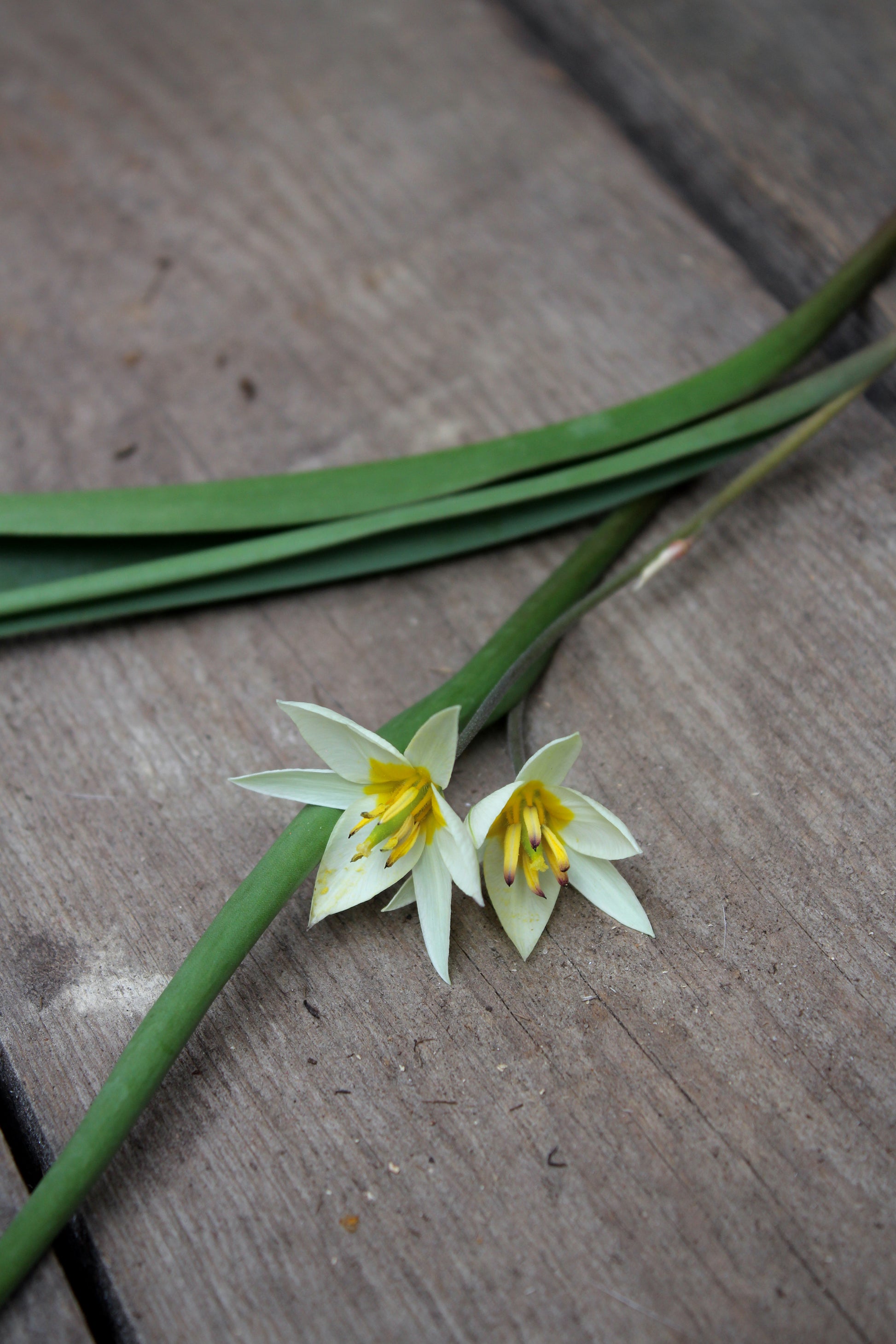 Tulipa 'Turkestancia' 7/+