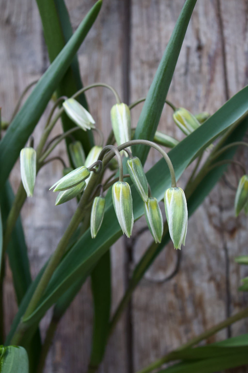 Tulipa 'Turkestancia' 7/+