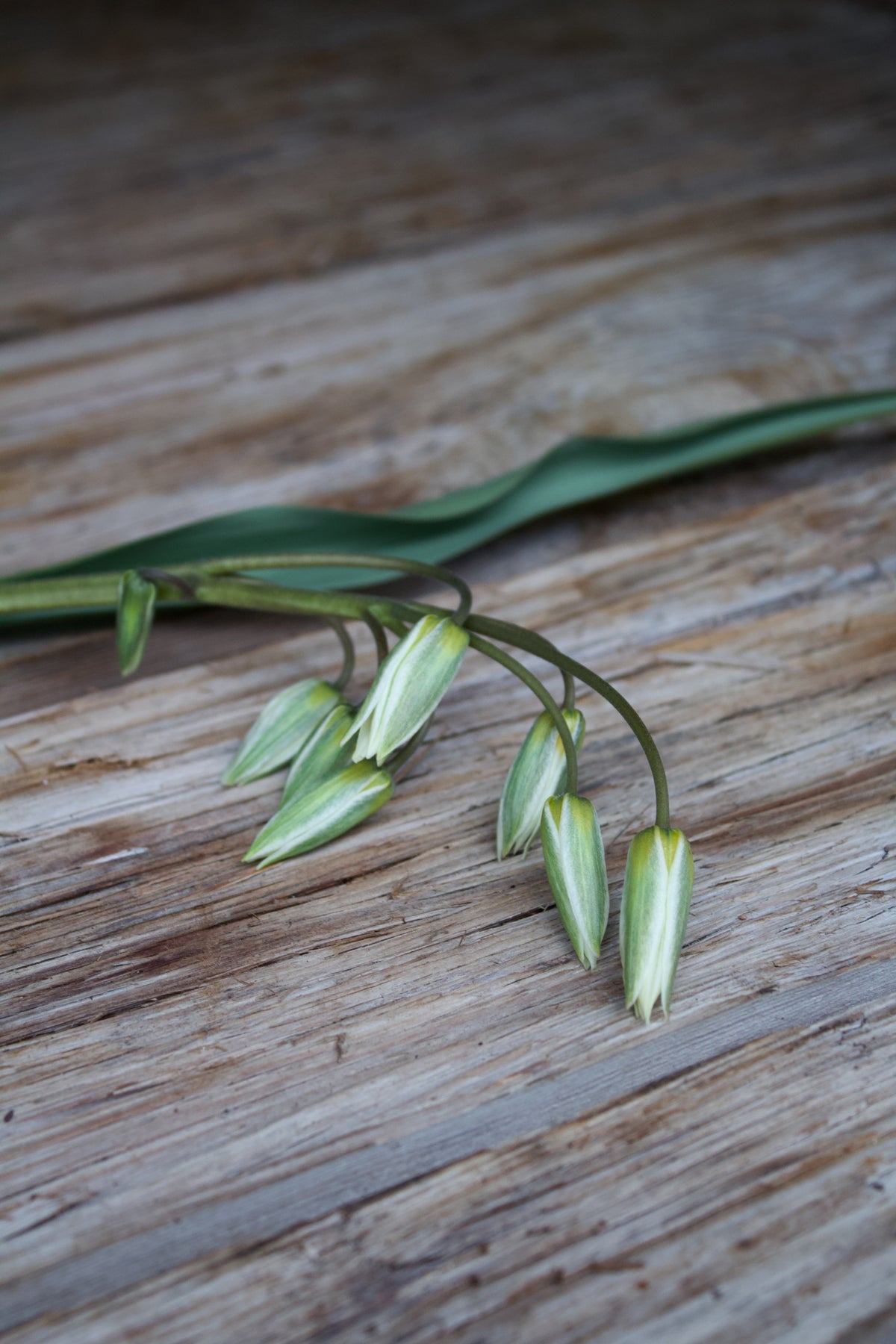 Tulipa 'Turkestancia' 7/+