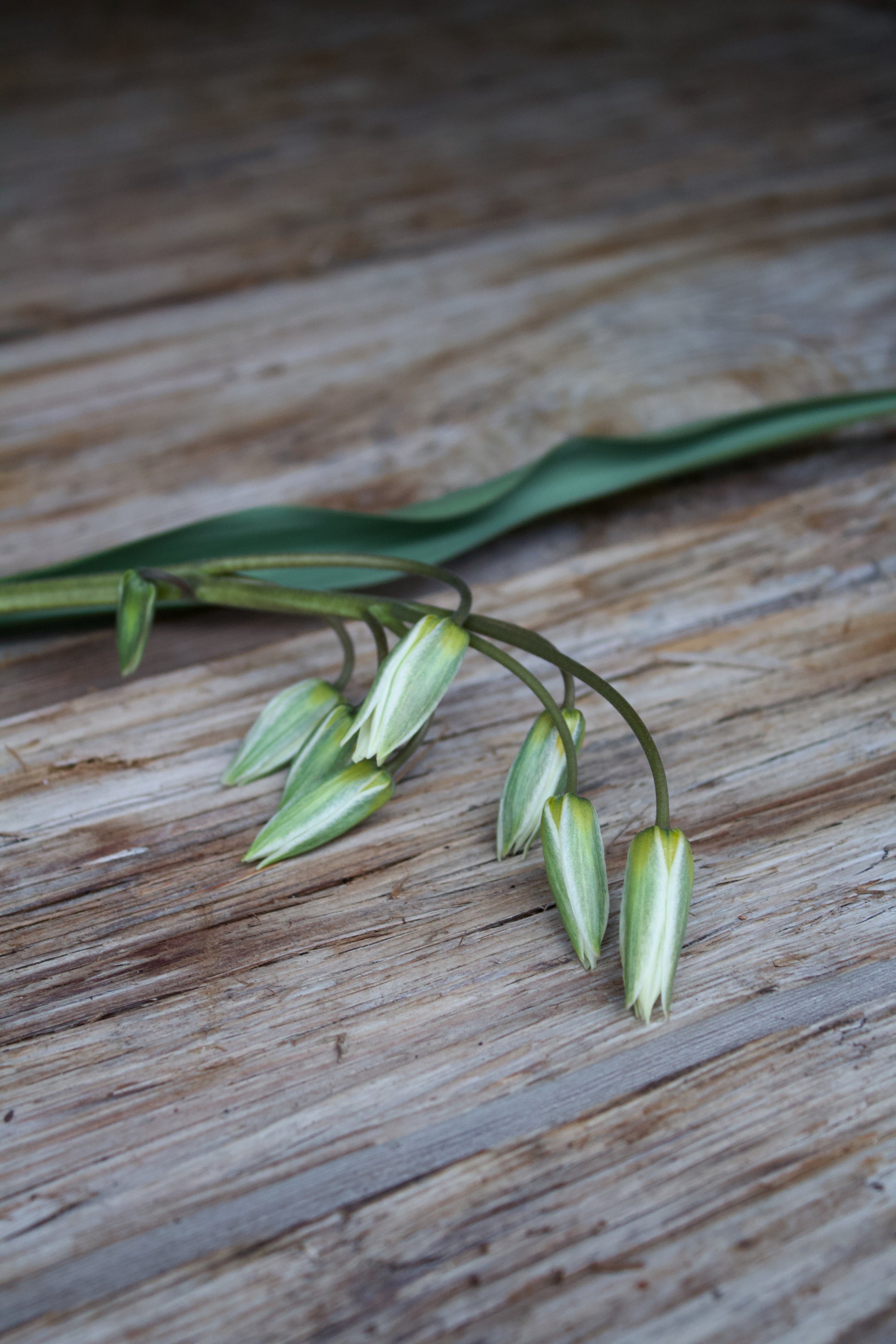 Tulipa 'Turkestancia' 7/+