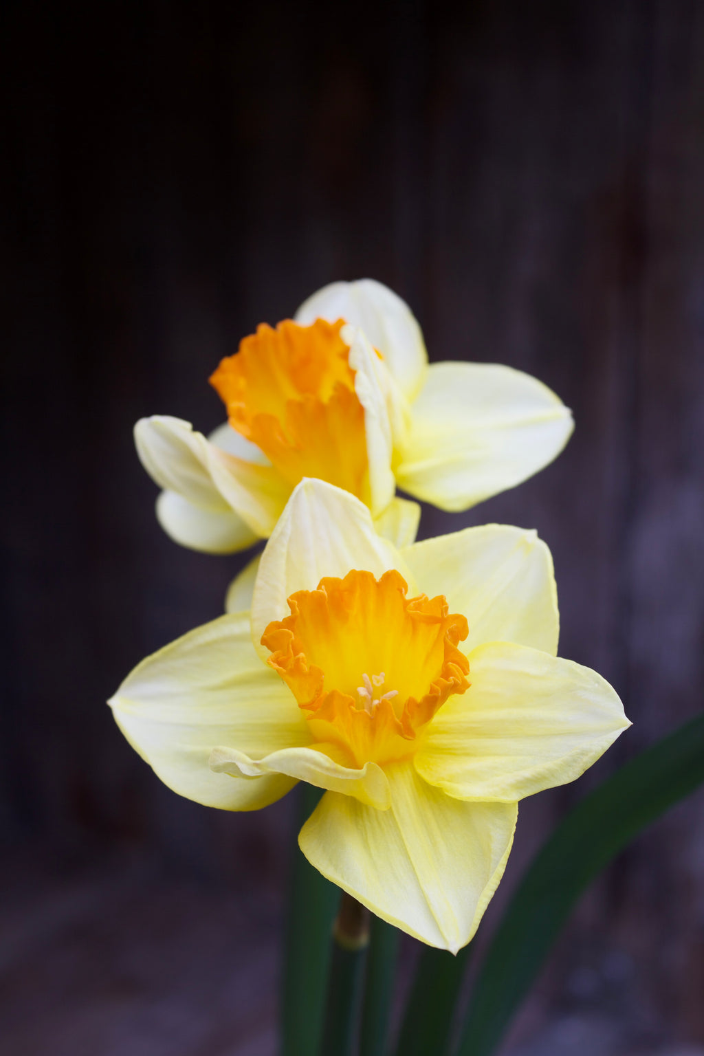 Narcisses 'Bright Jewel' 14/16