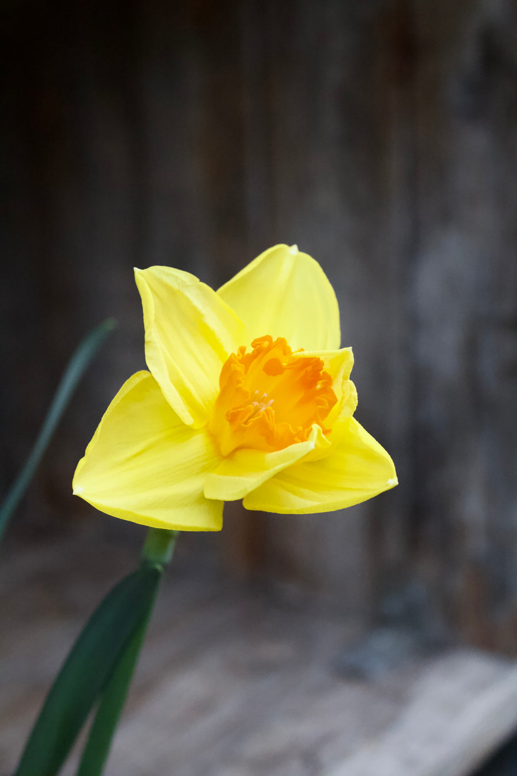 Narcisses 'Bright Jewel' 14/16