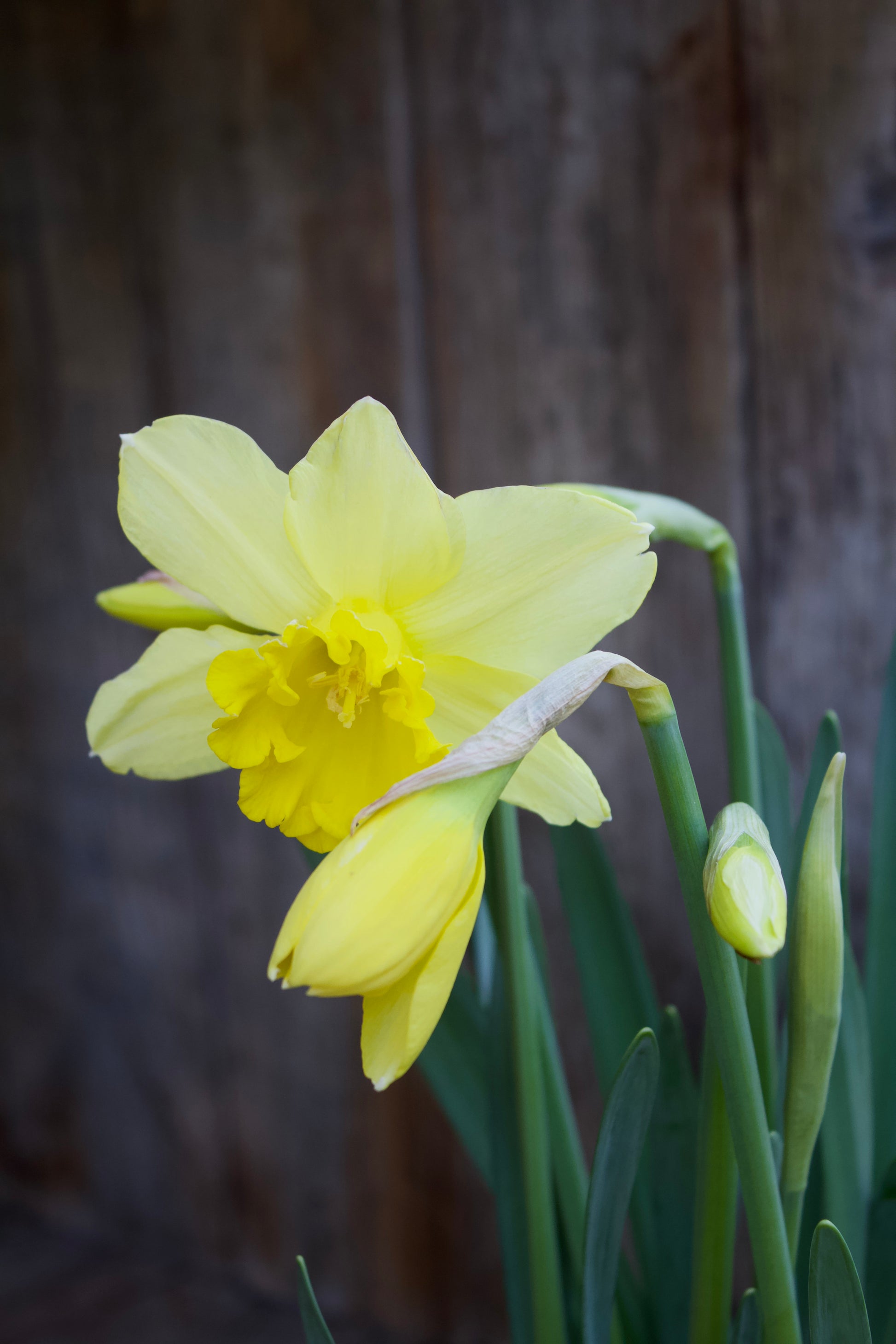 Narcissus 'Carlton' 14/16