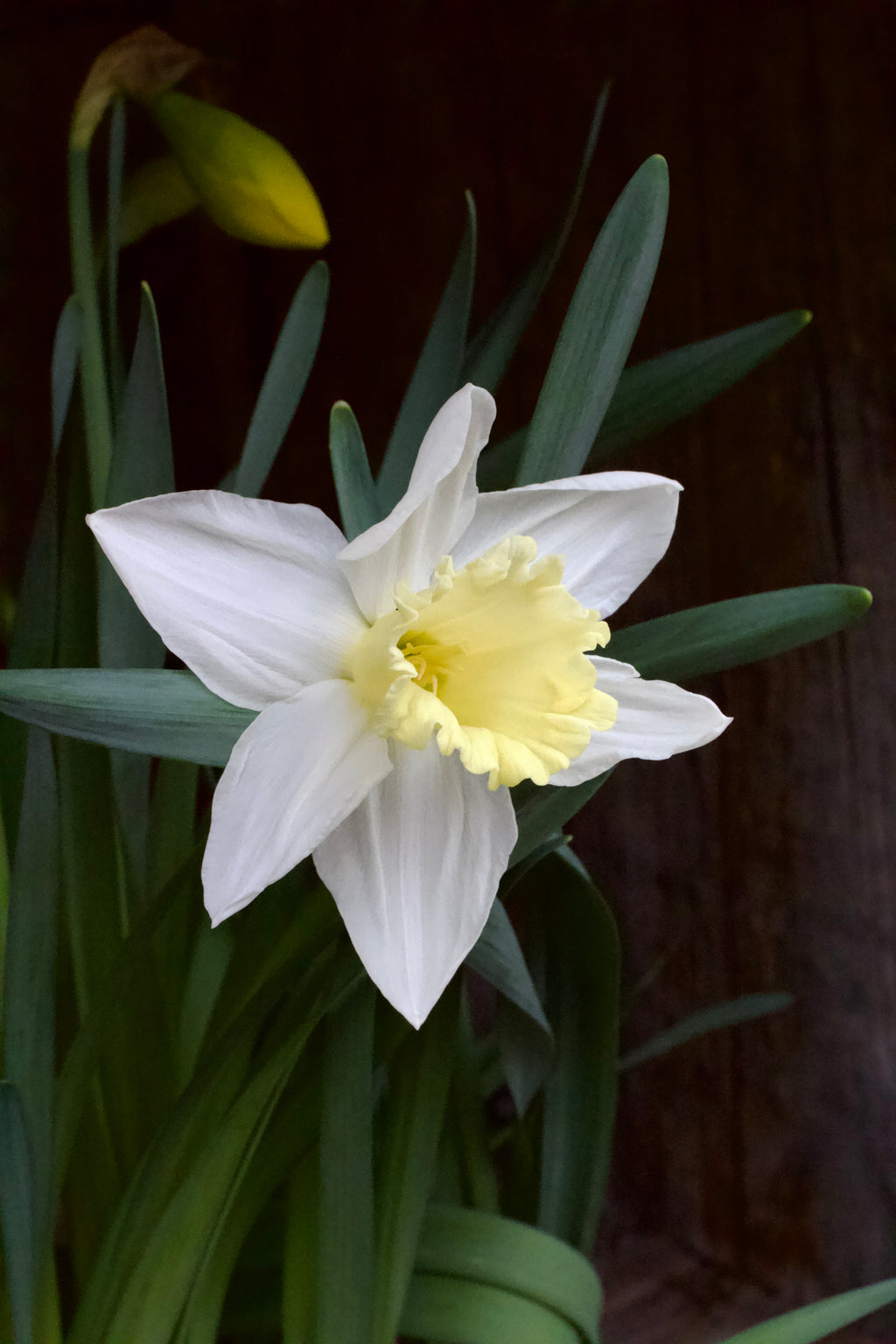 Narcissus 'Mount Hood' 14/16