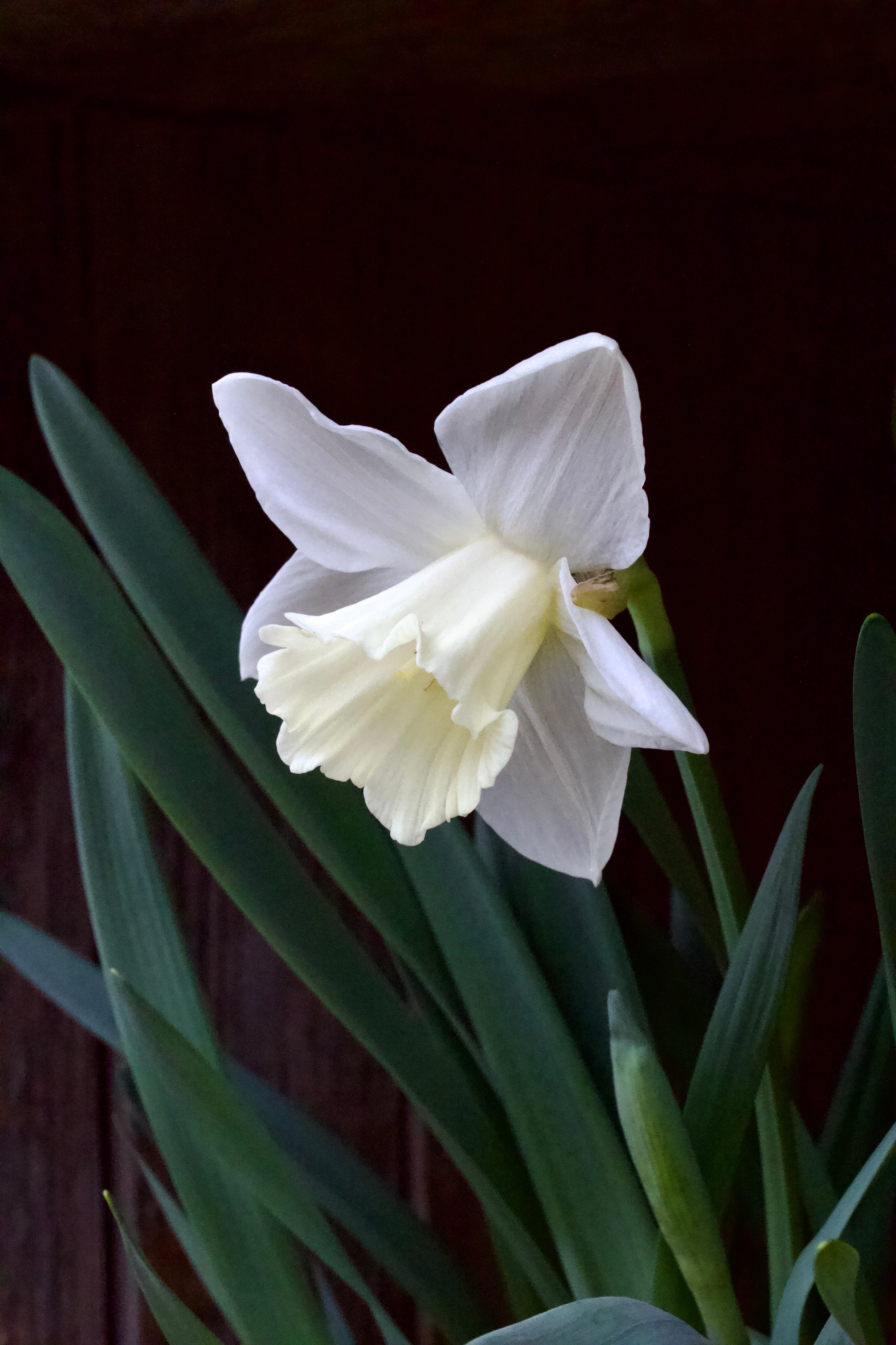 Narcissus 'Mount Hood' 14/16