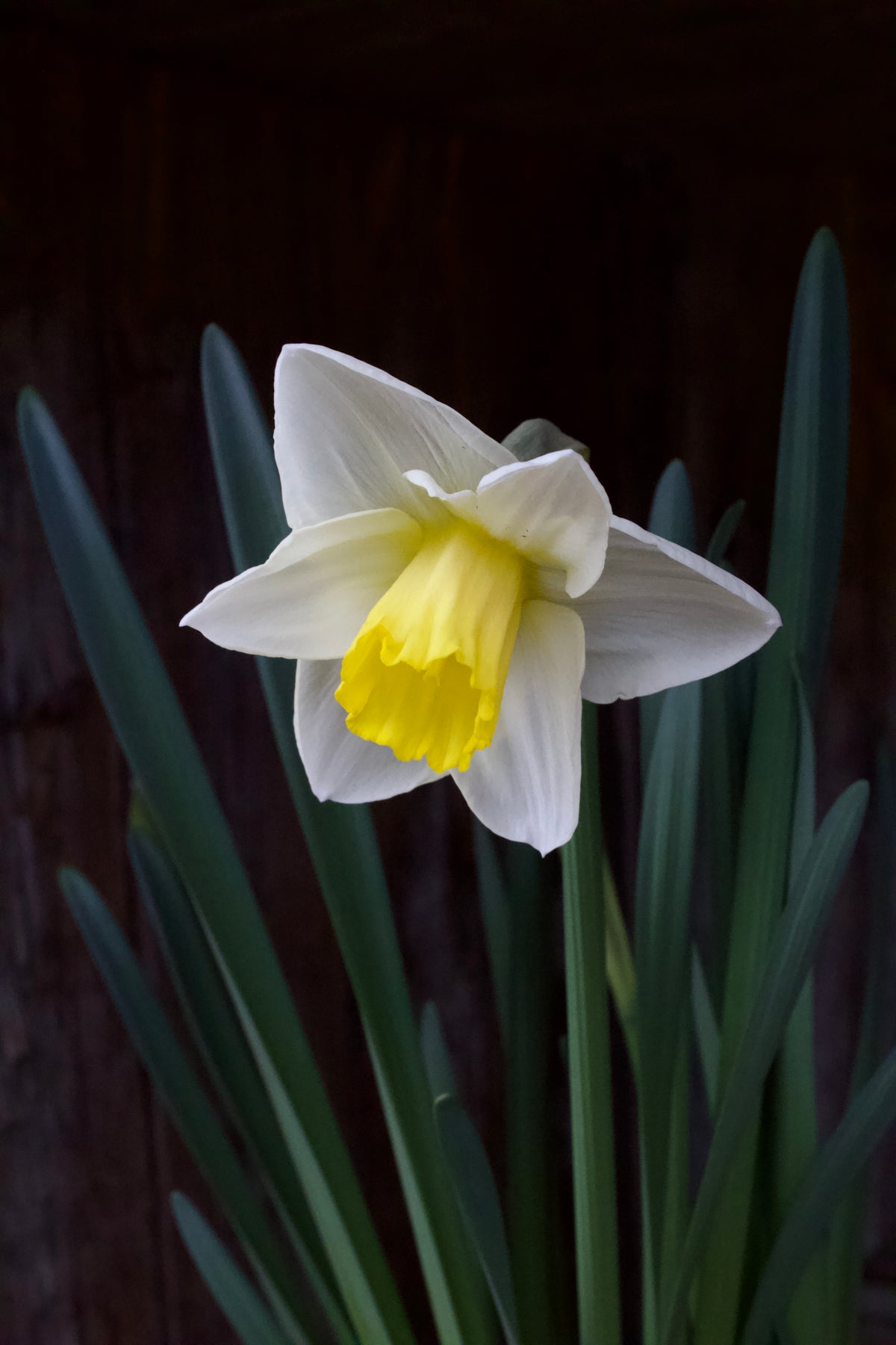 Narcissus 'Salomé' 14/16