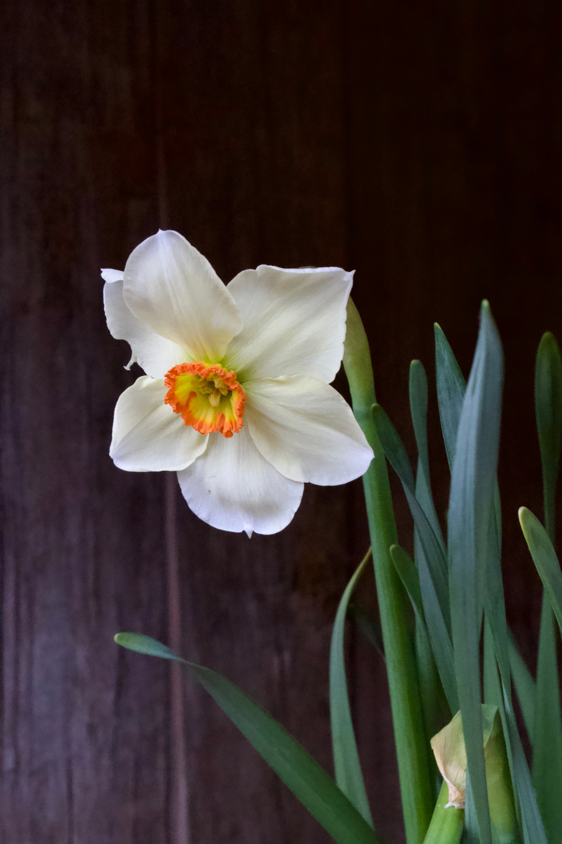 Narcissus 'Actaea' 14/16