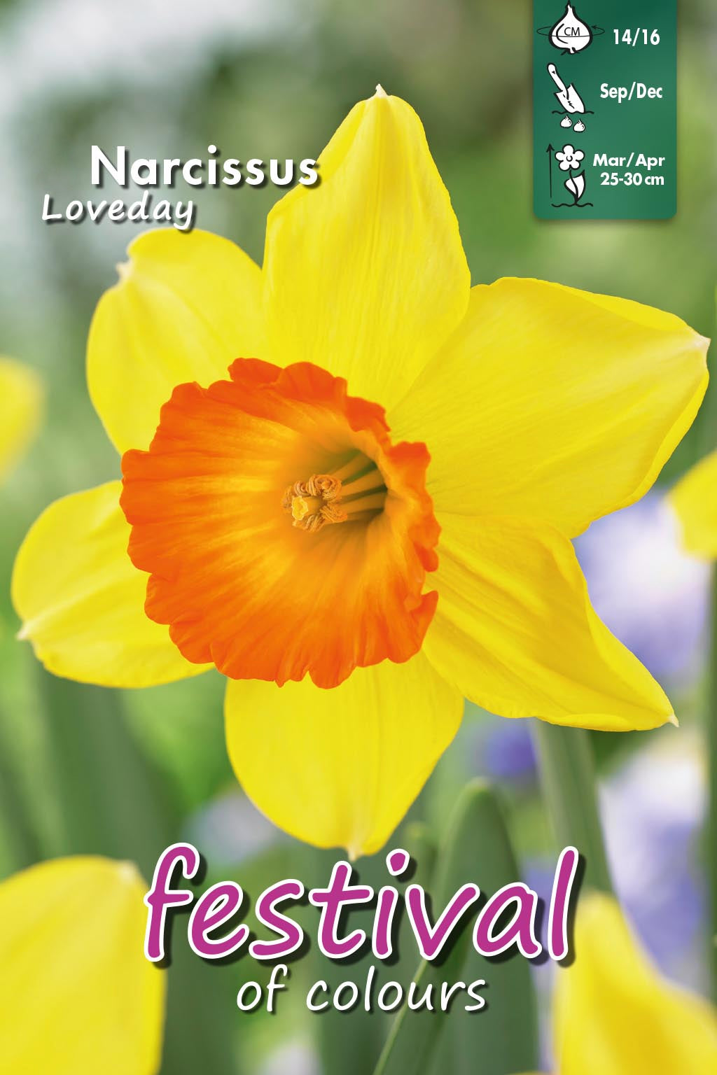 Narcissus 'Loveday' 14/16