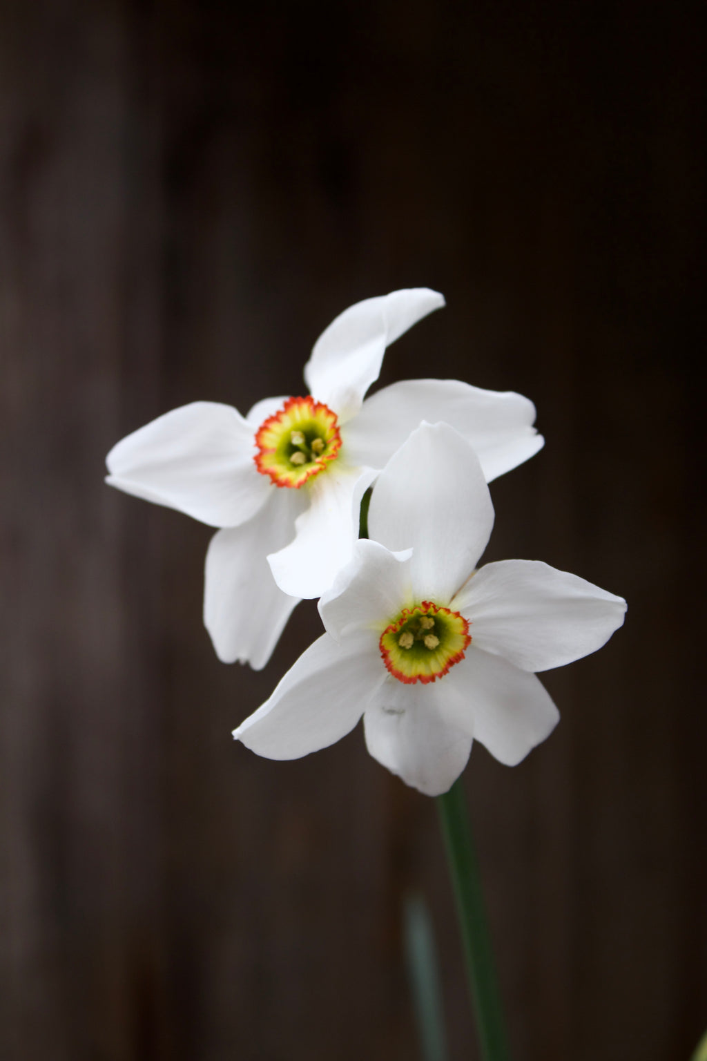 Narcissus 'Recurvus' 14/16
