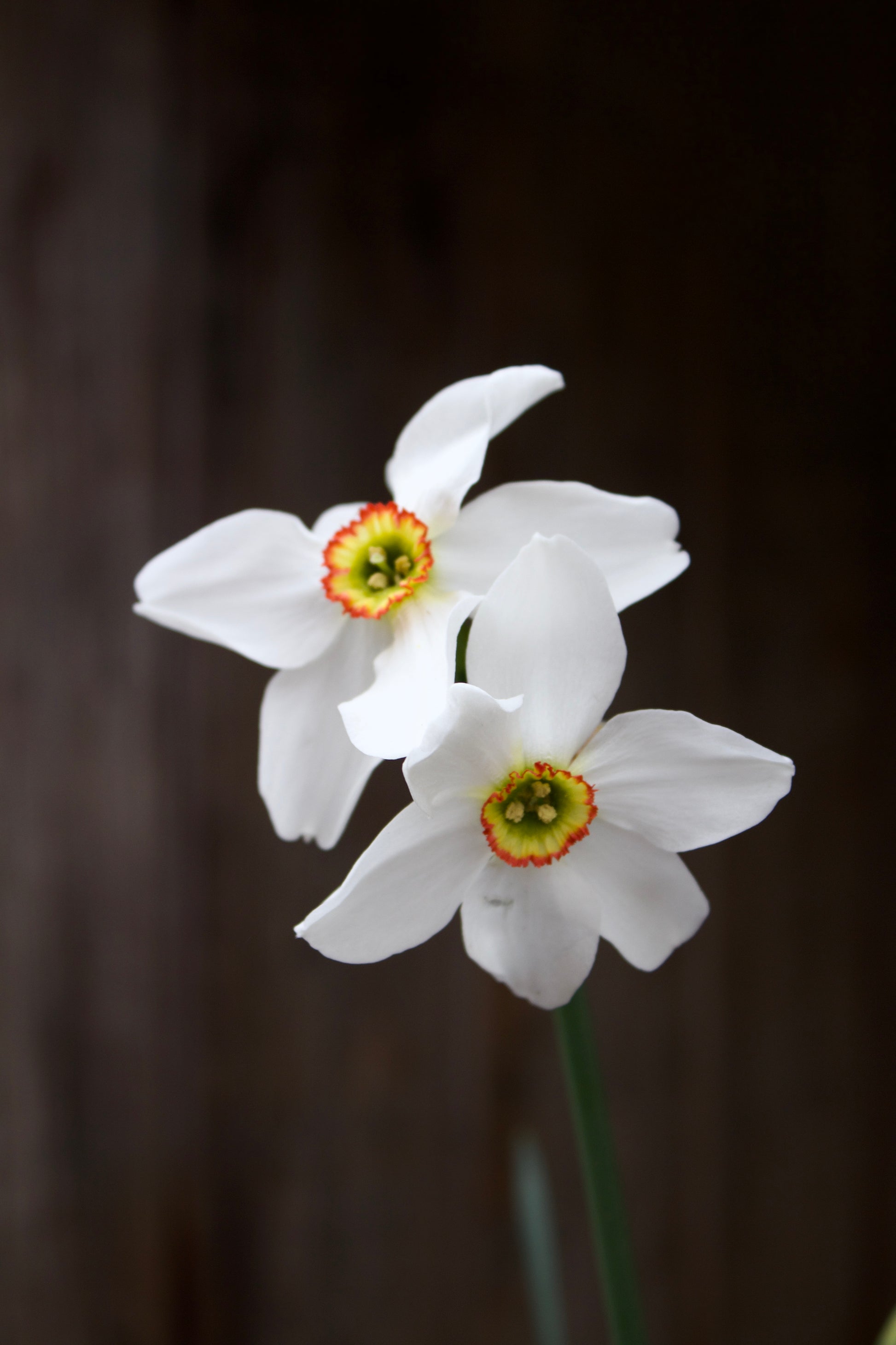 Narcissus 'Recurvus' 14/16