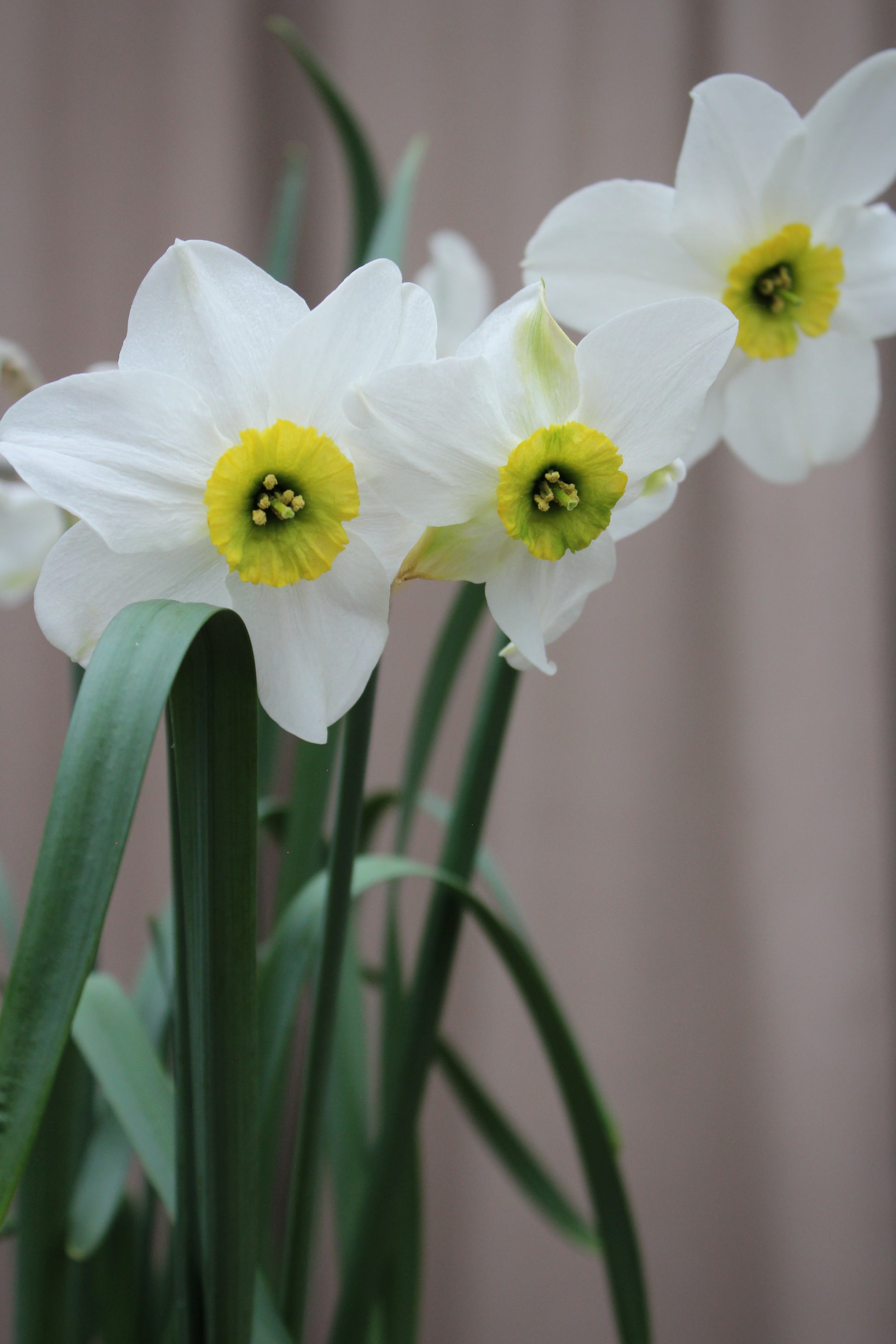 Narcissus 'Sinopel' 12/14