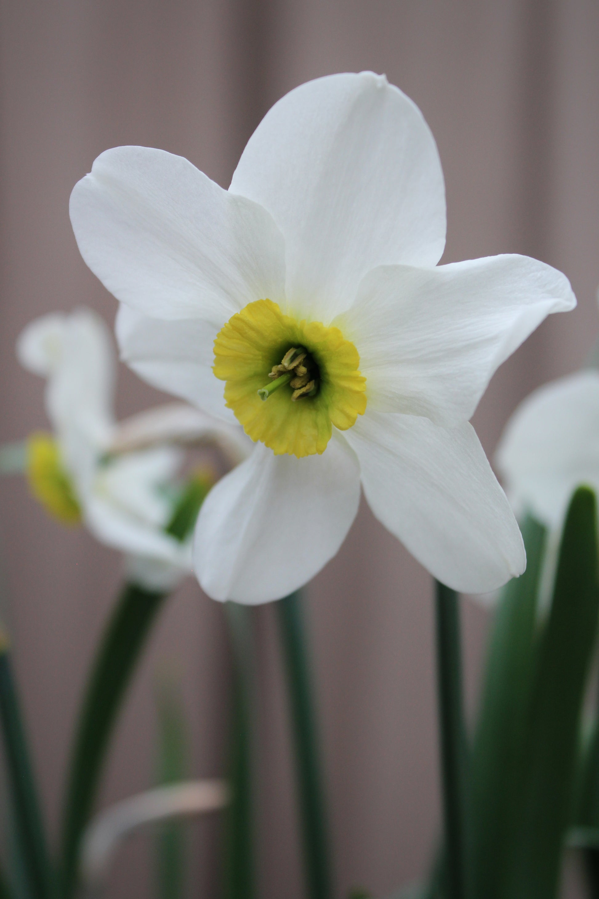 Narcissus 'Sinopel' 12/14
