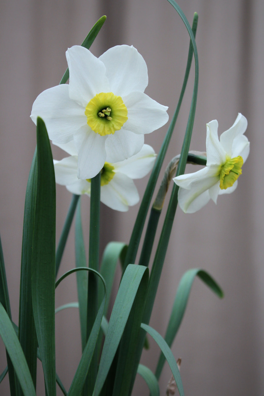 Narcissus 'Sinopel' 12/14