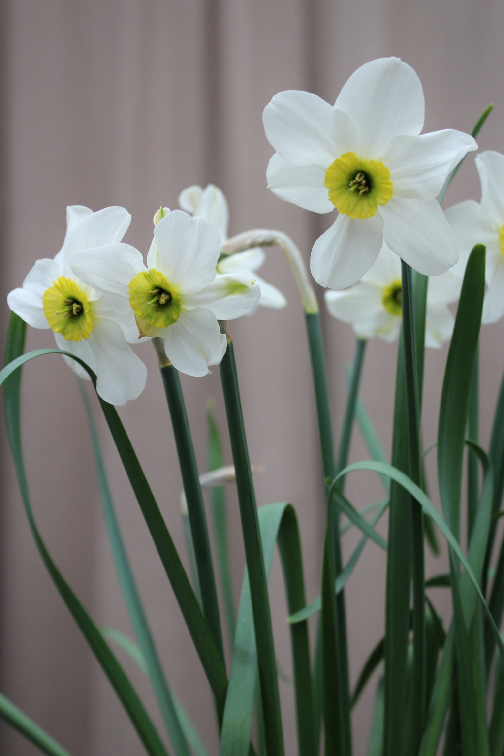 Narcissus 'Sinopel' 12/14