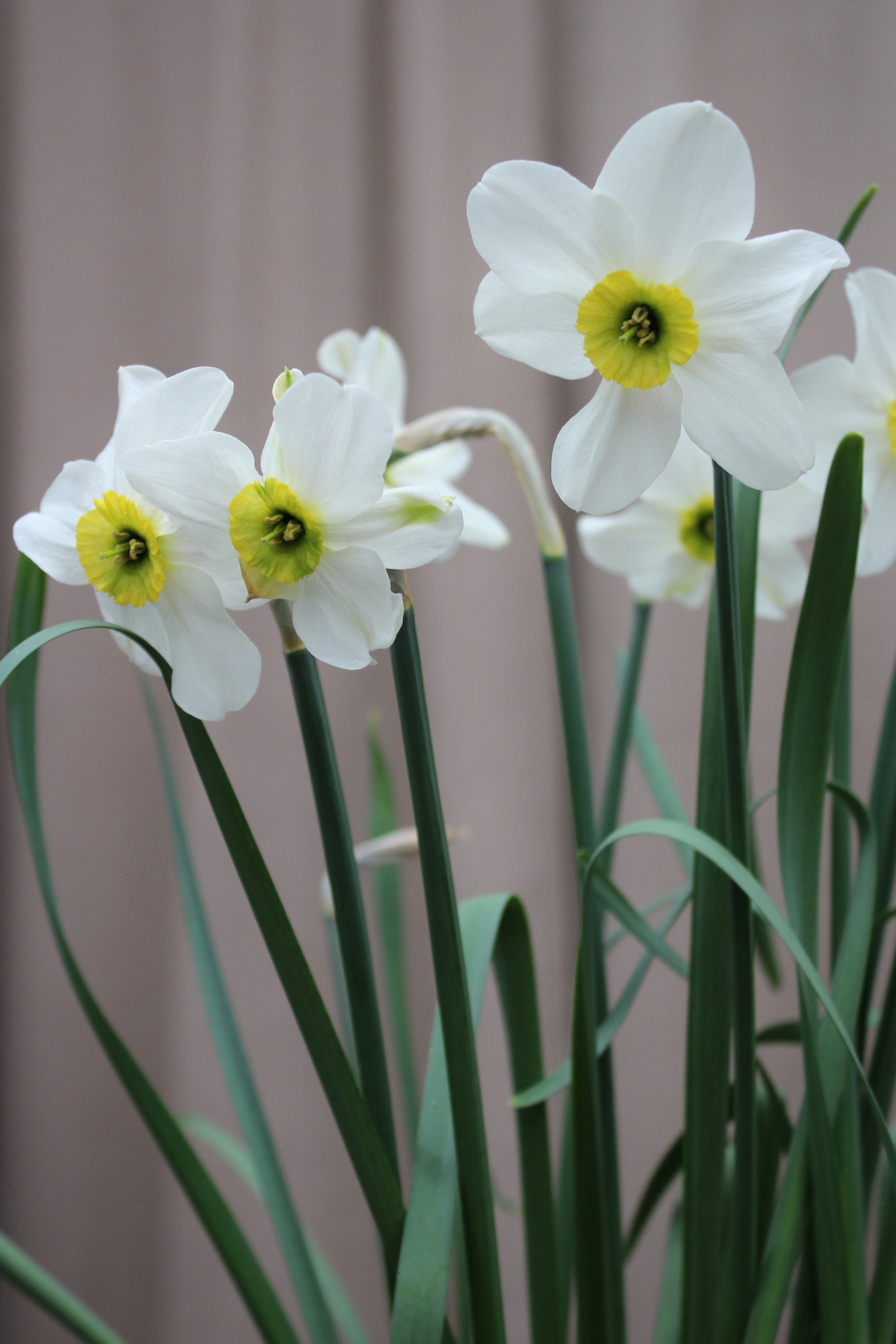 Narcissus 'Sinopel' 12/14