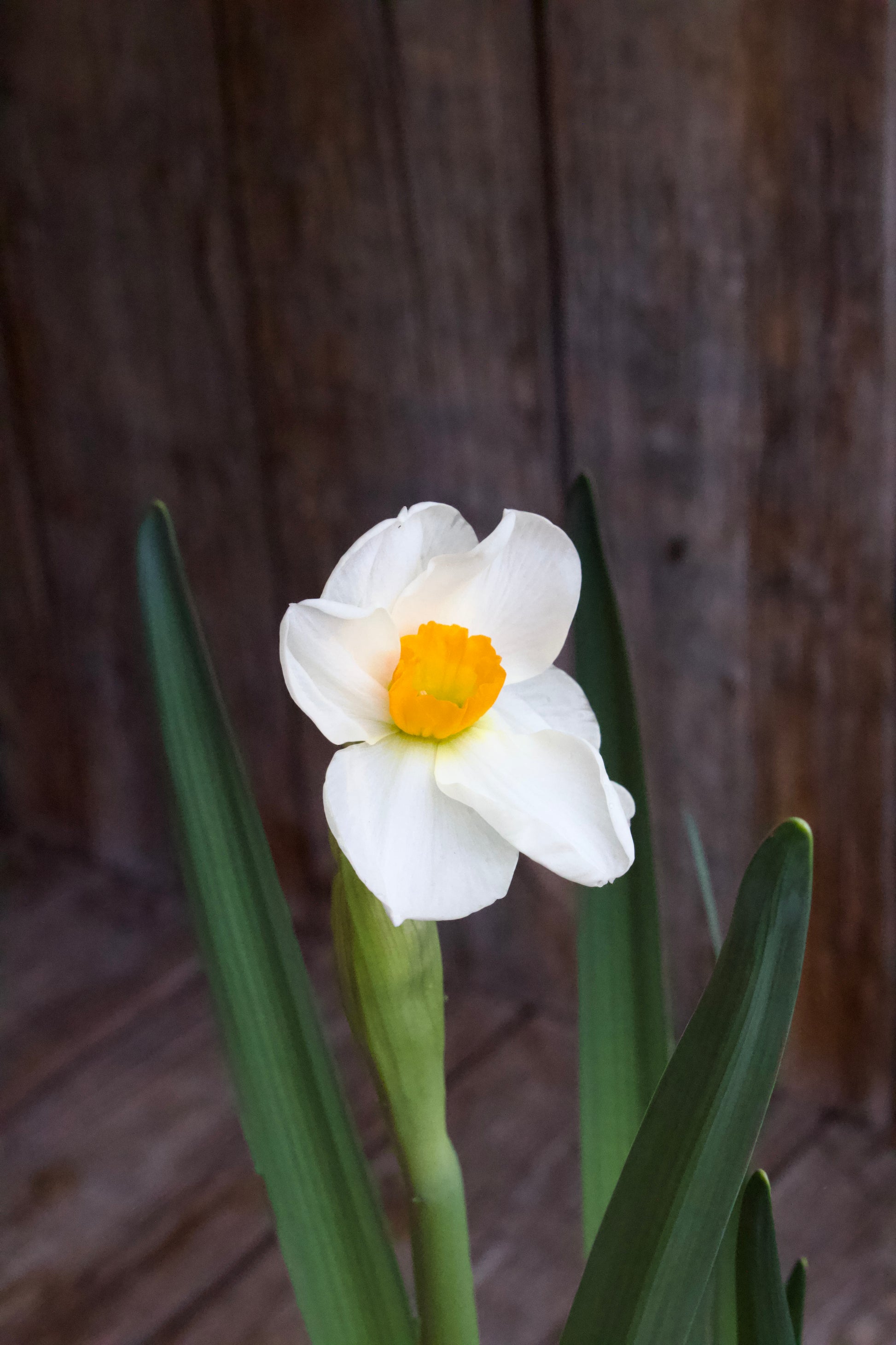 Narcissus 'Geranium' 14/16