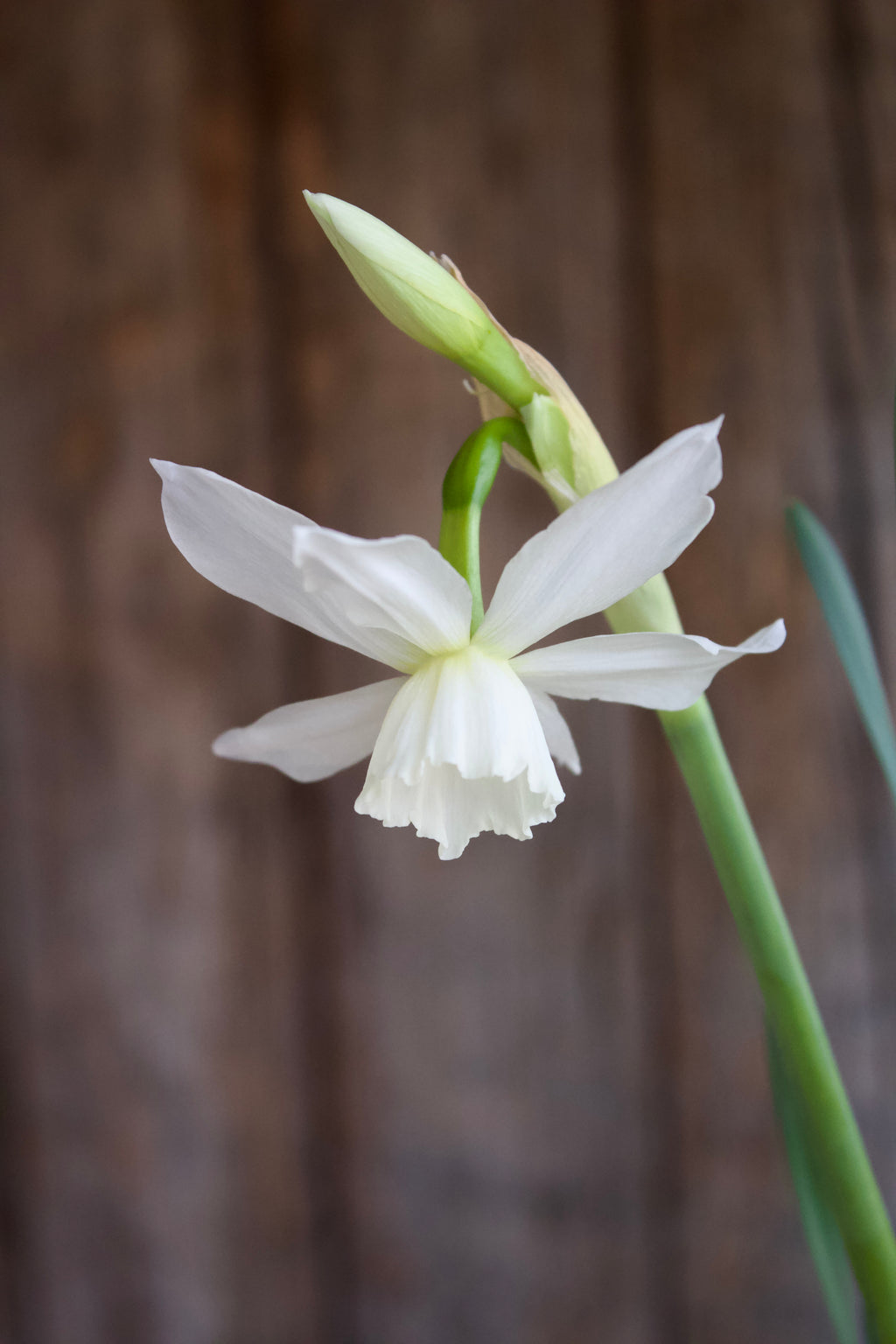Narcissus 'Thalia' 12/14