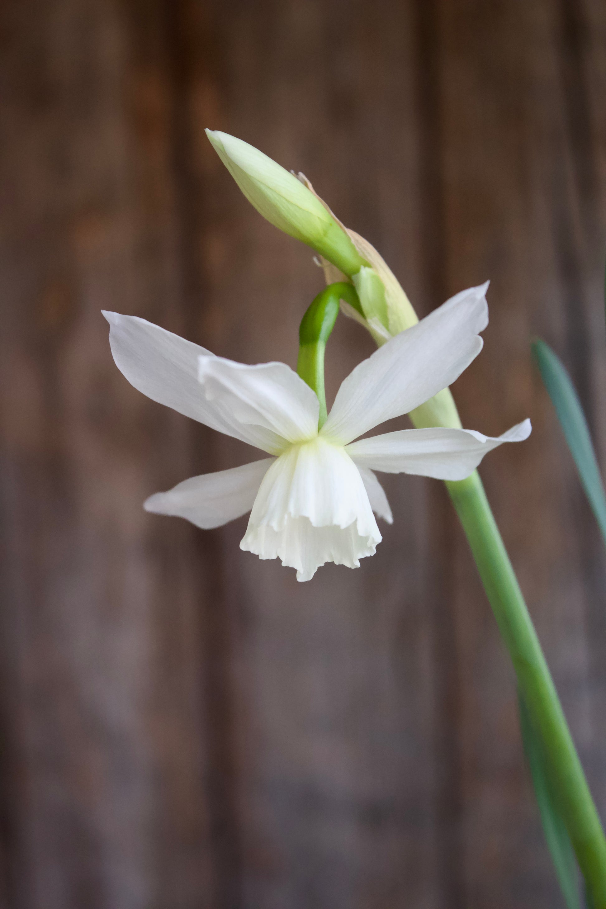 Narcissus 'Thalia' 12/14