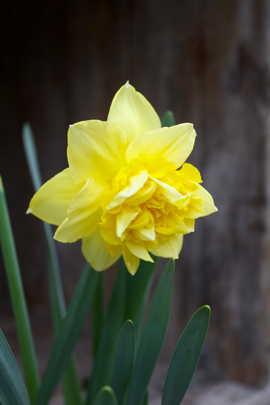 Narcissus 'Dick Wilden' 14/16