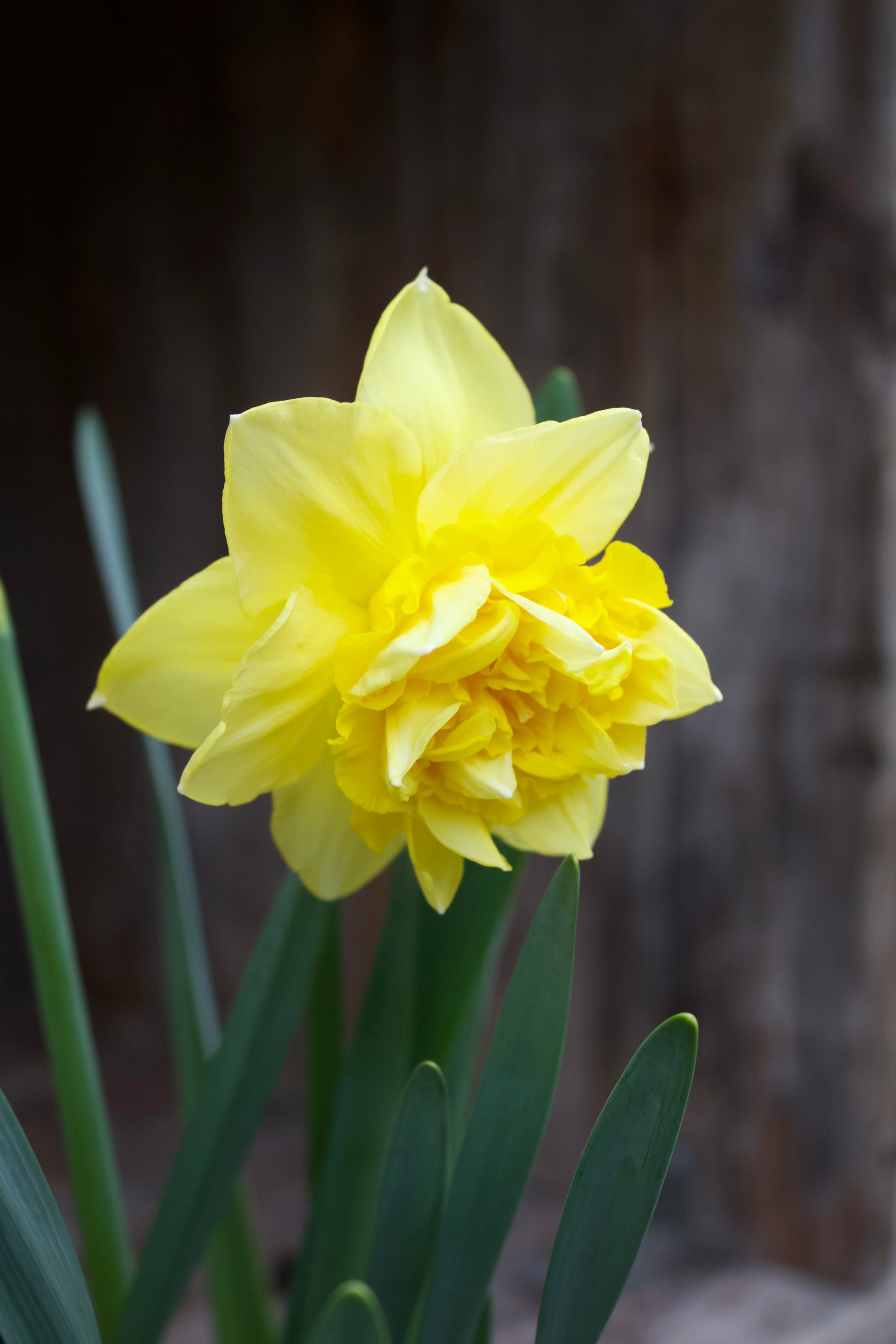Narcissus 'Dick Wilden' 14/16
