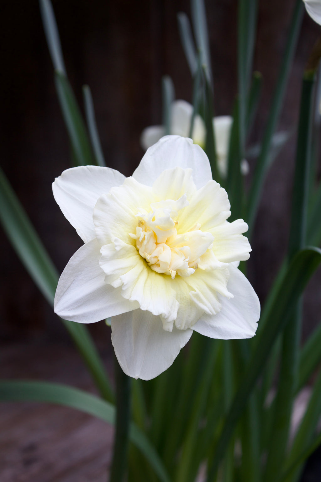 Narcissus 'Ice King' 14/16