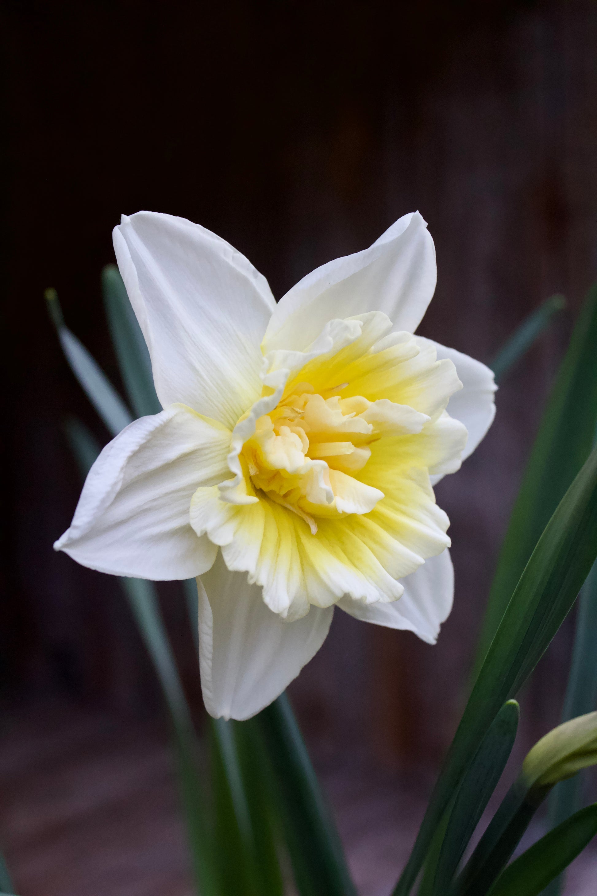 Narcissus 'Ice King' 14/16