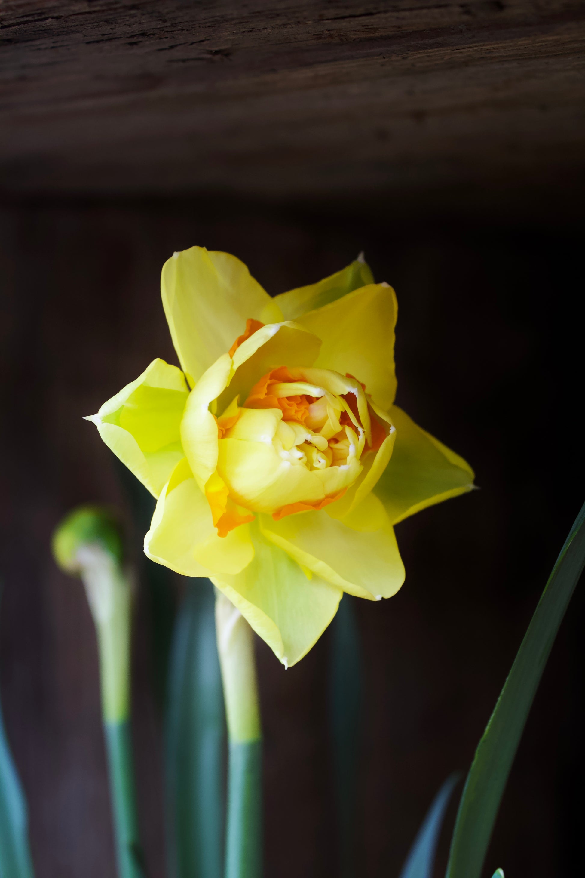 Narcissus 'Tahiti'