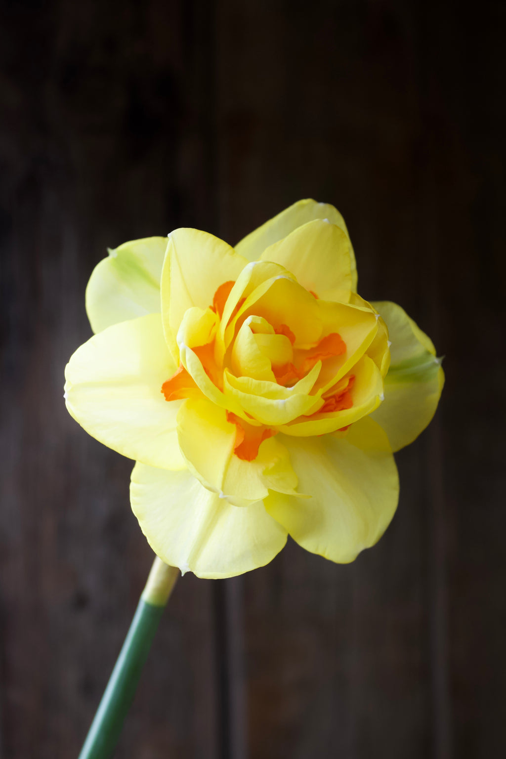 Narcissus 'Tahiti'