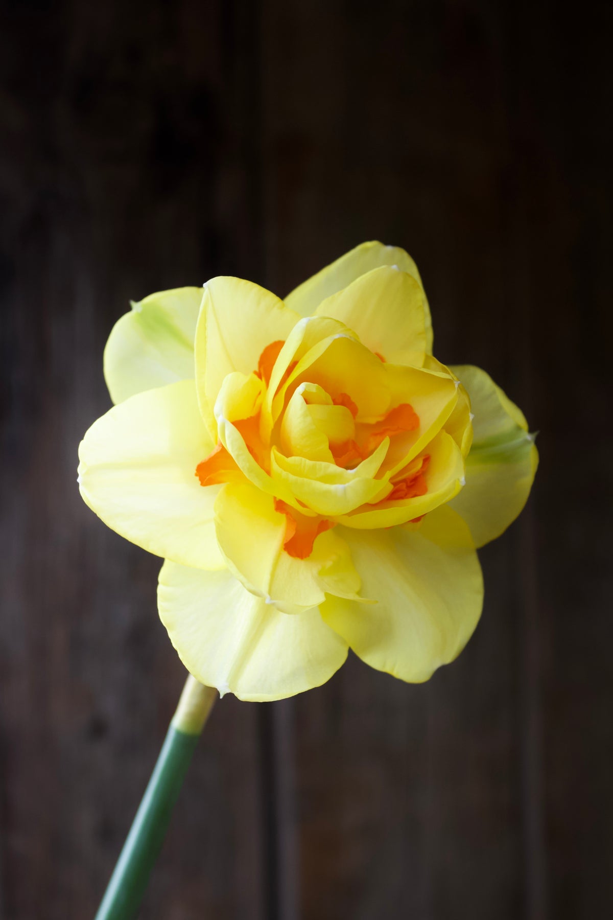 Narcissus 'Tahiti'