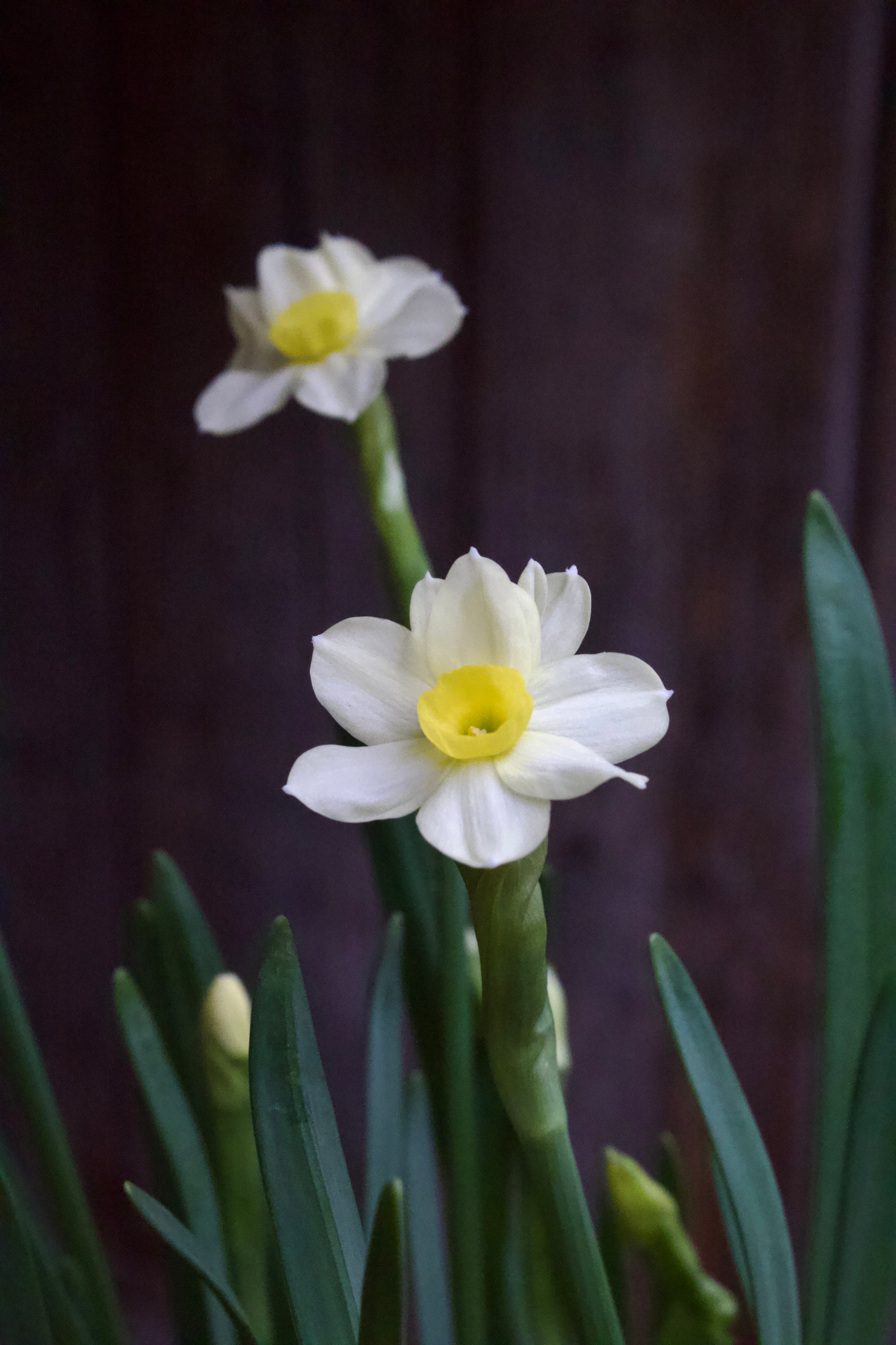Narcissus 'Minnow' 10/12