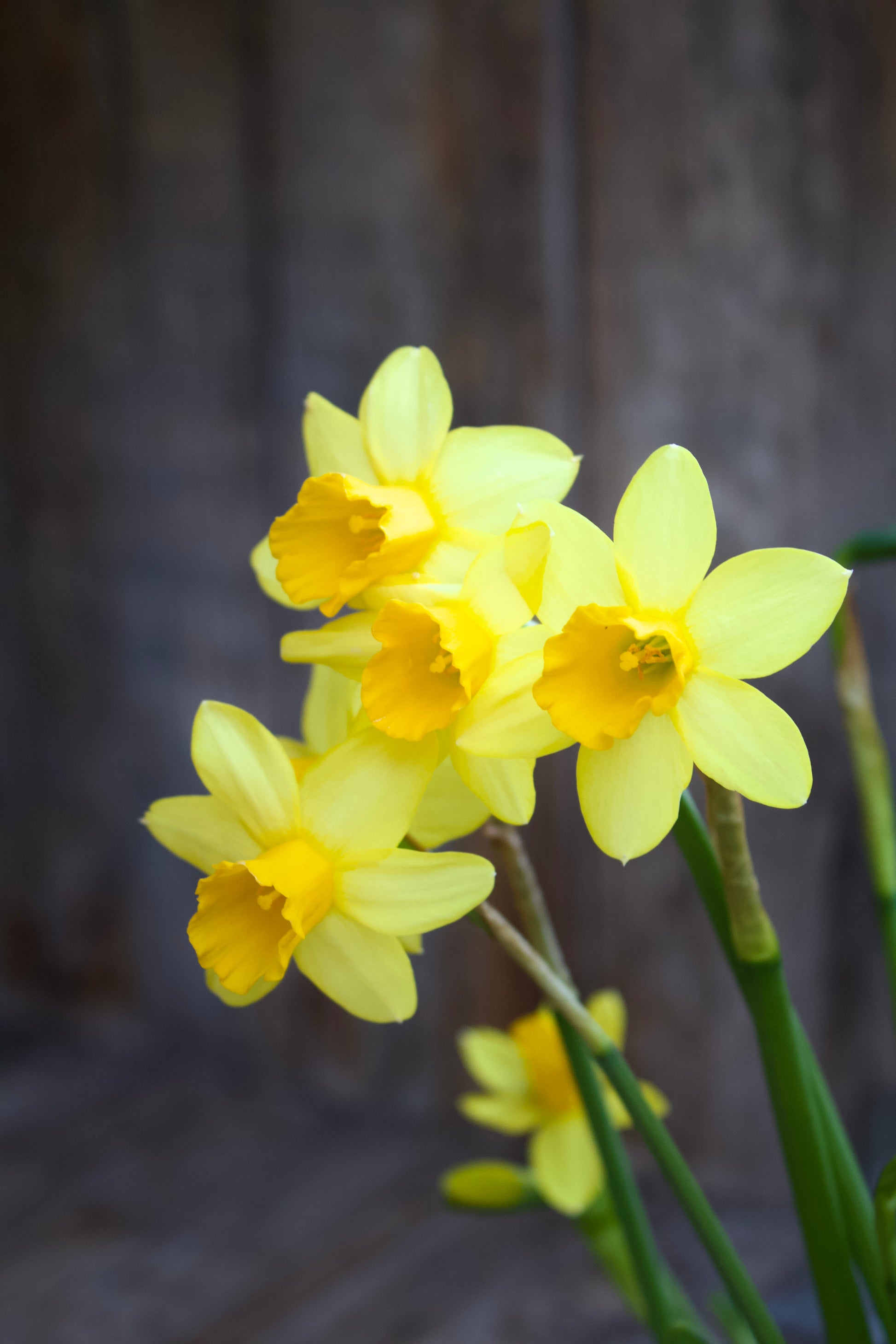 Narcissus 'Tete a Tete' 11/12