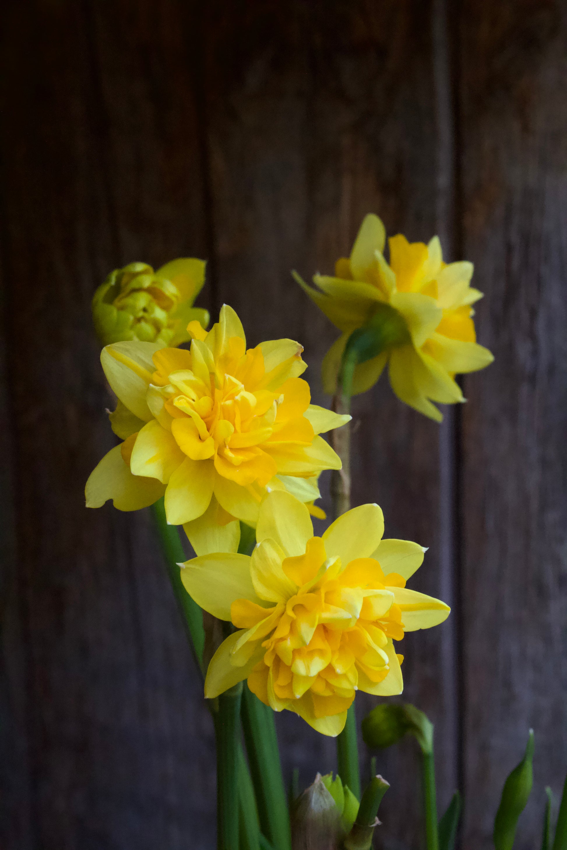 Narcissus 'Tete Boucle' 12/14