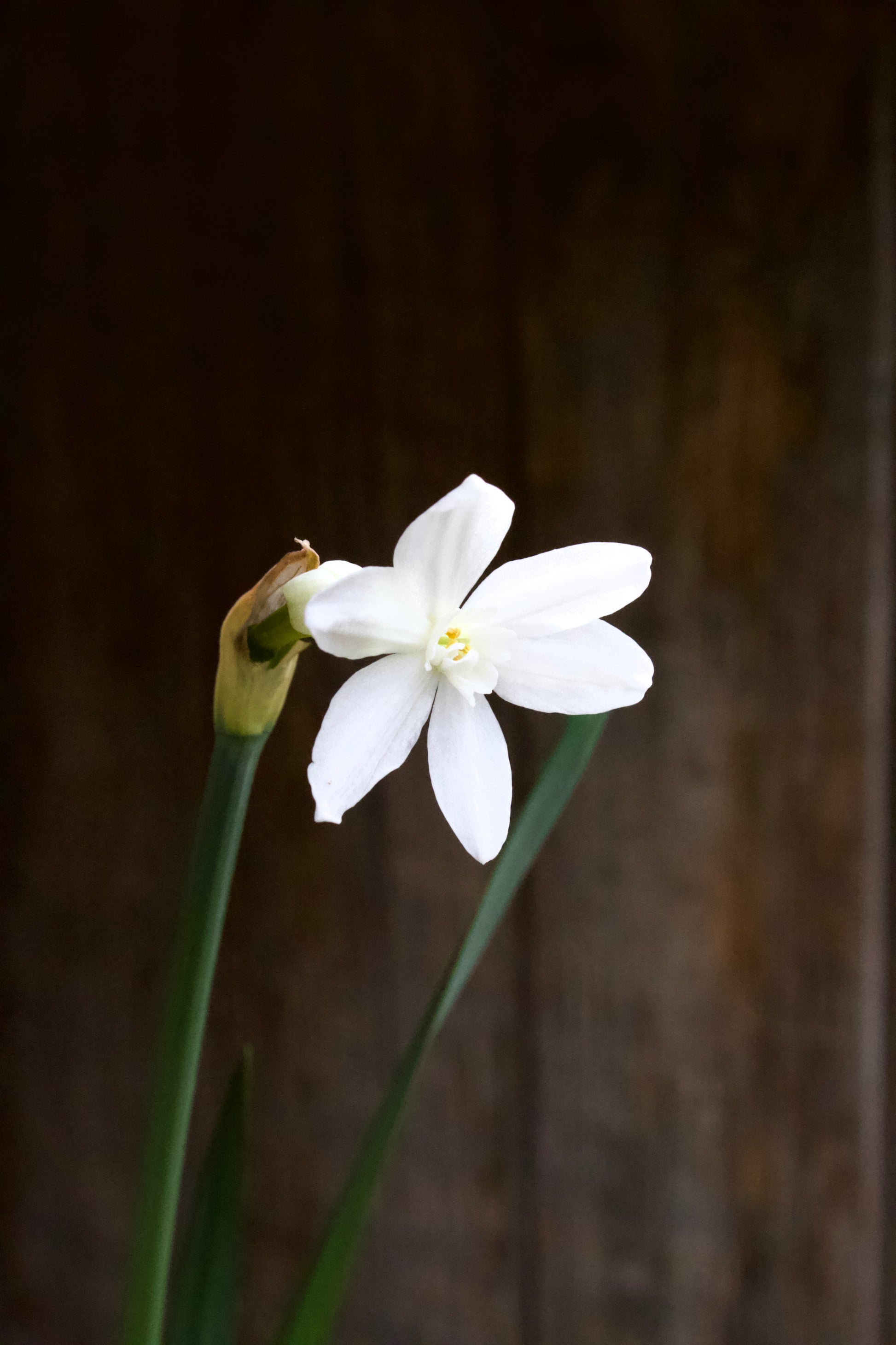 Narcissus 'Paperwhite Ziva' 14/15