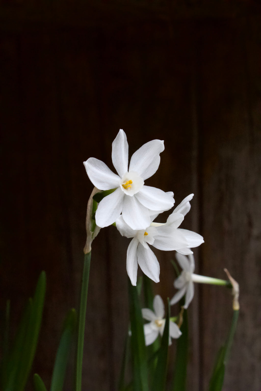 Narcissus 'Paperwhite Ziva' 14/15