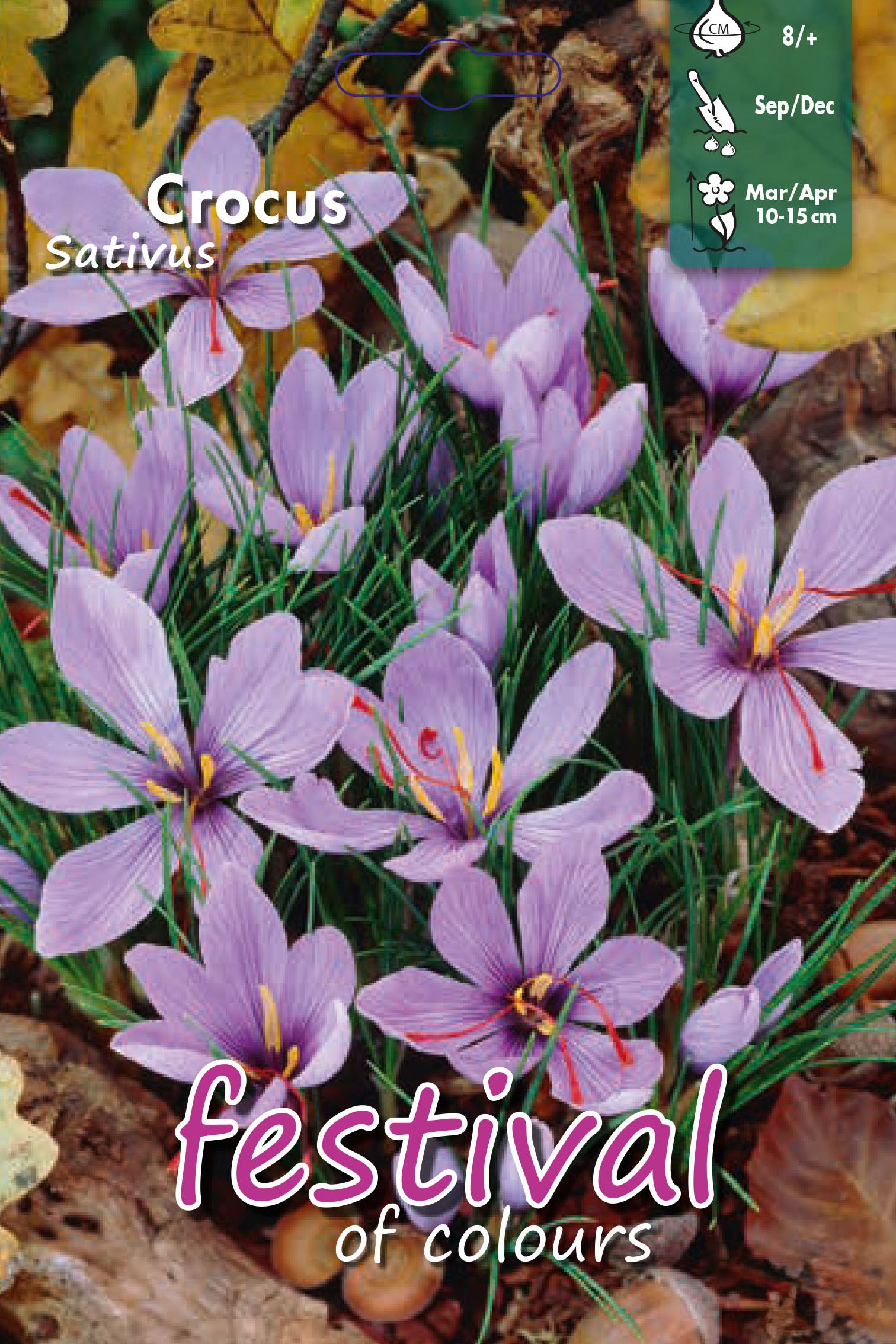 Crocus sativus 8/+